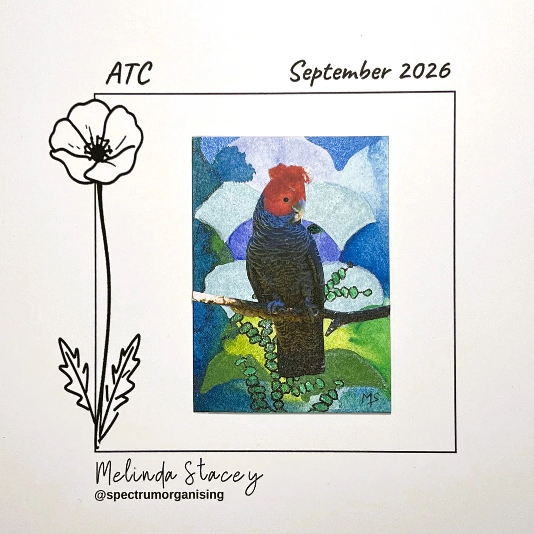 09-2026-ATC-GANGGANGCOCKATOO-16/36
