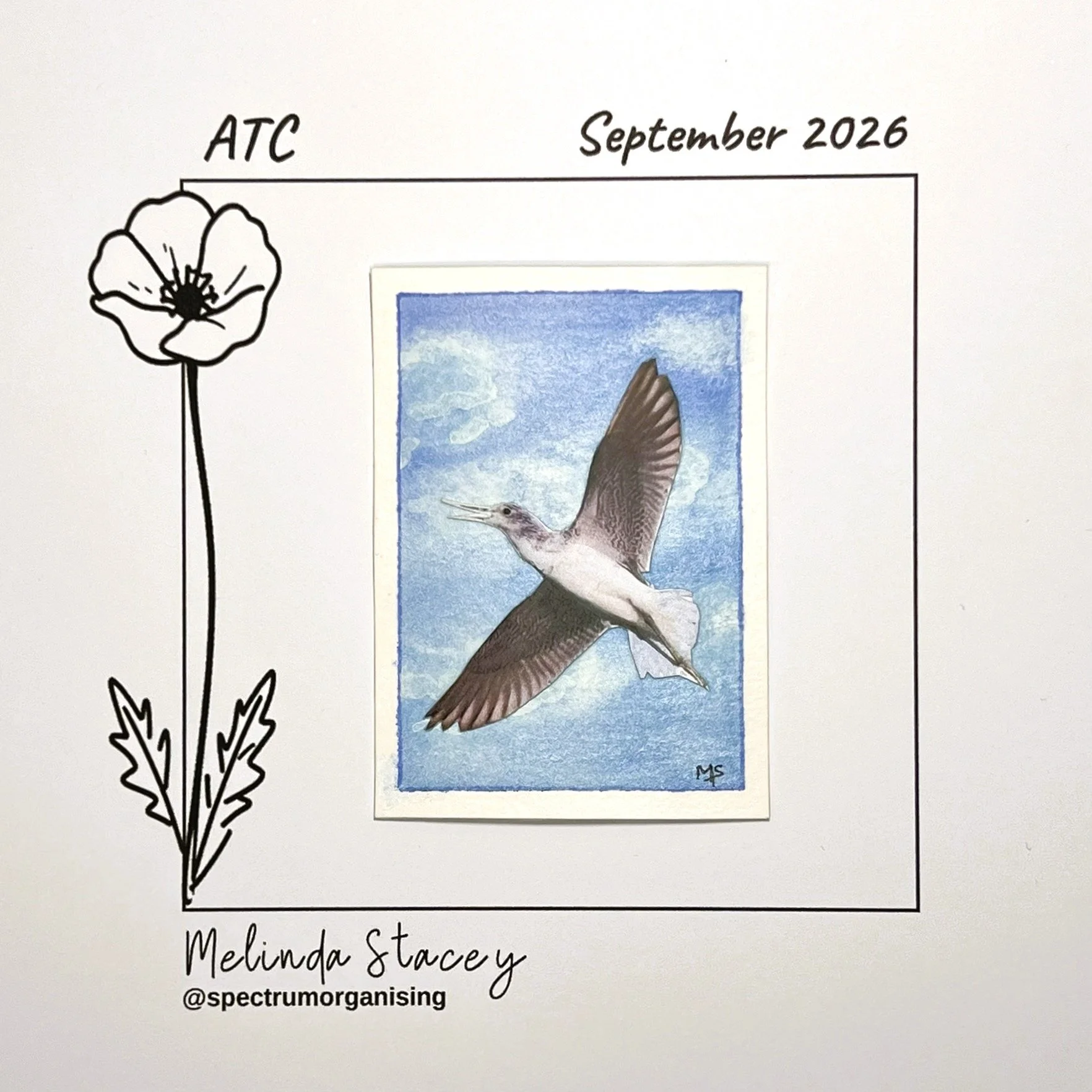 09-2026-ATC-COMMONGREENSHANK-03/36
