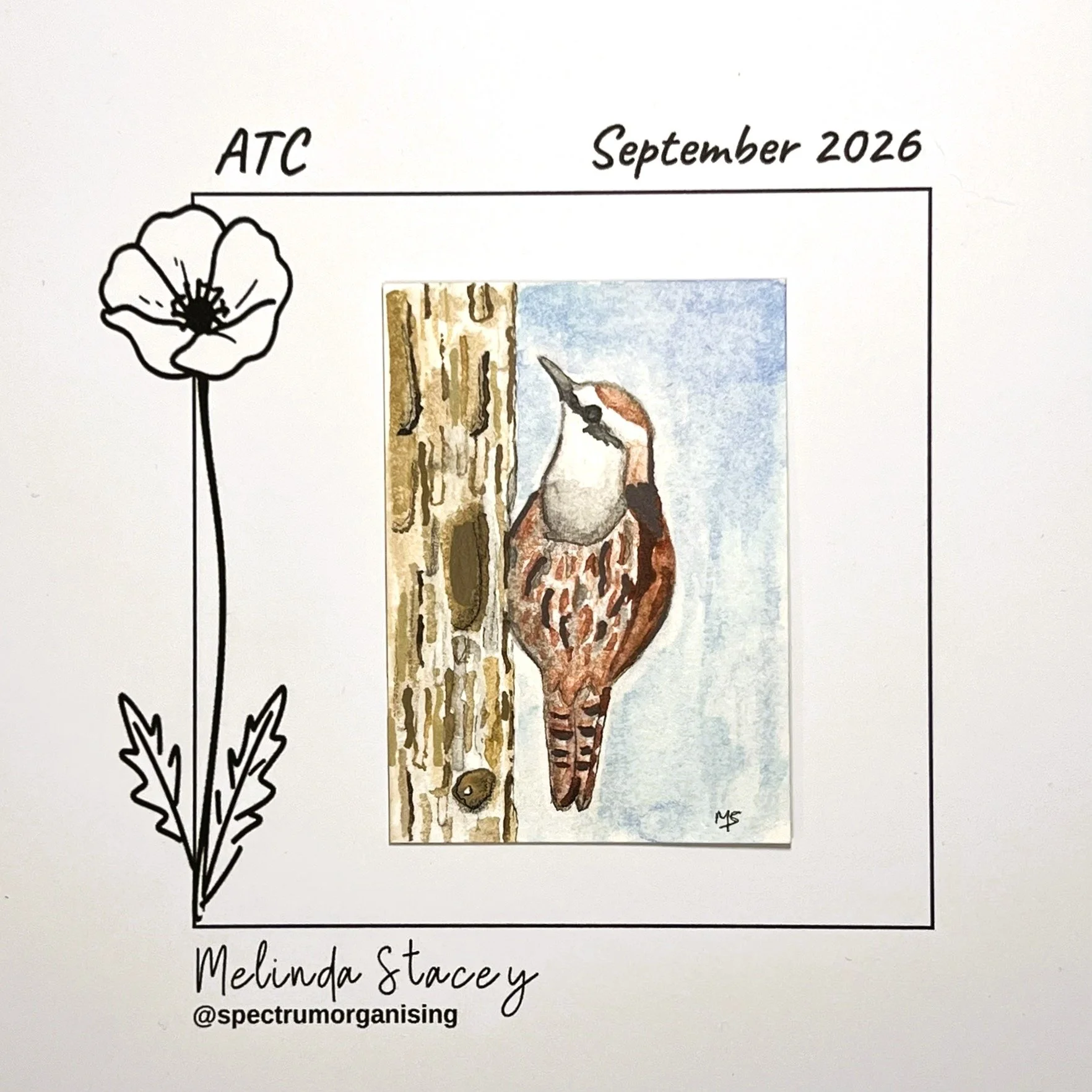 09-2026-ATC-BROWNTREECREEPER-27/36
