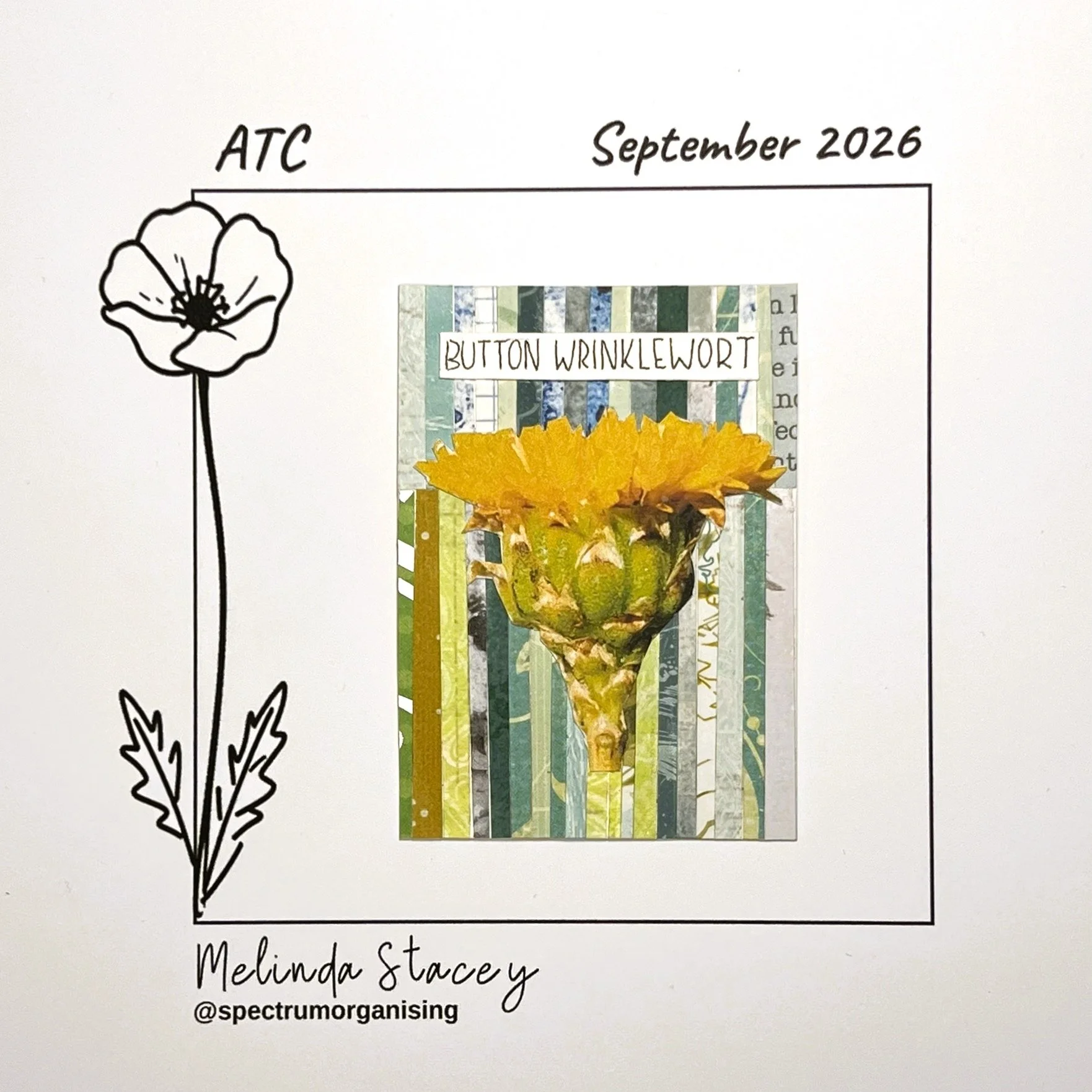 09-2026-ATC-BUTTONWRINKLEWORT-14/36
