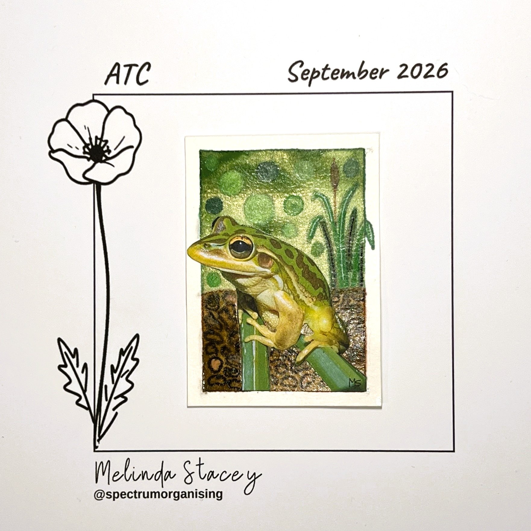 09-2026-ATC-GREEN&GOLDENBELLFROG-30/36
