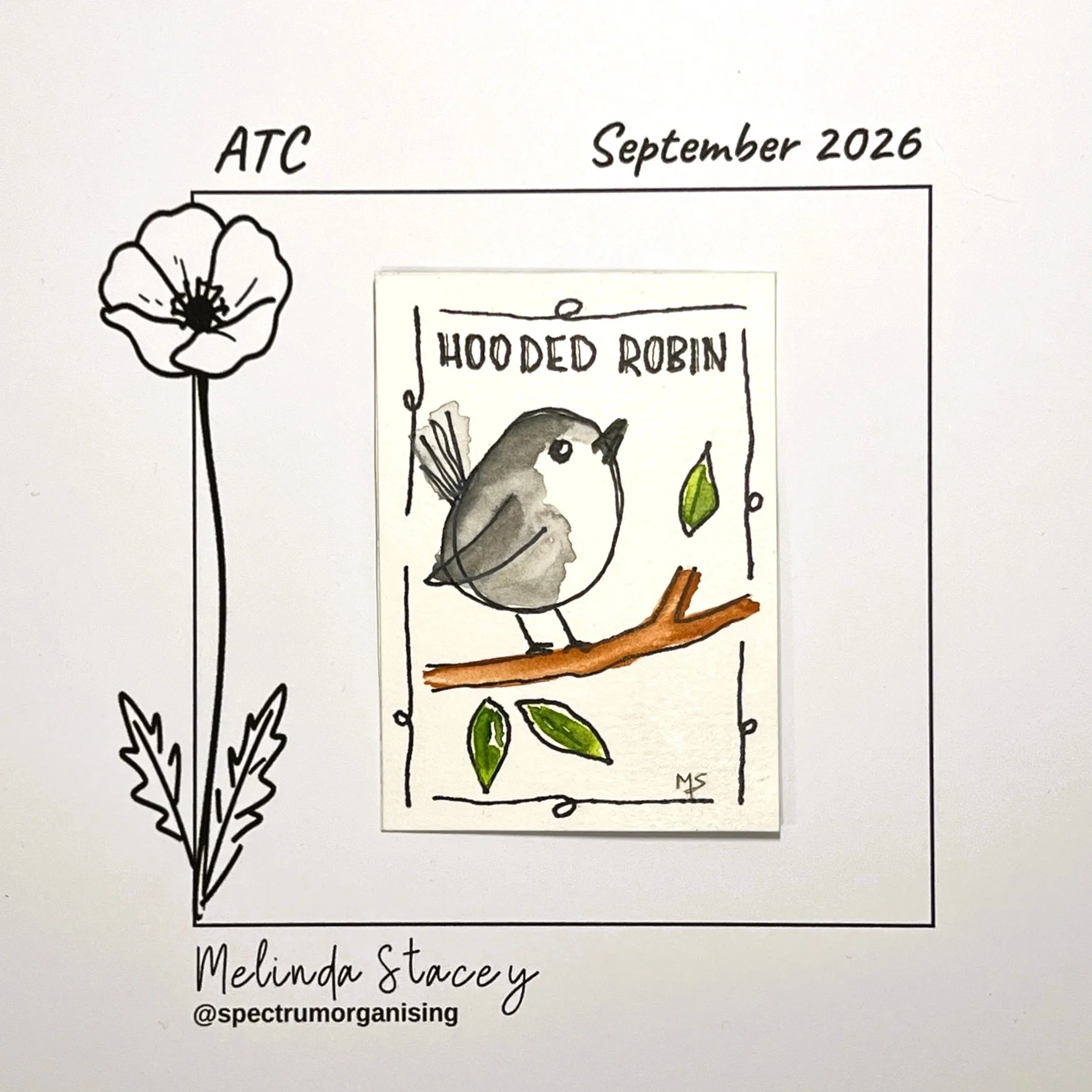 09-2026-ATC-HOODEDROBIN-19/36
