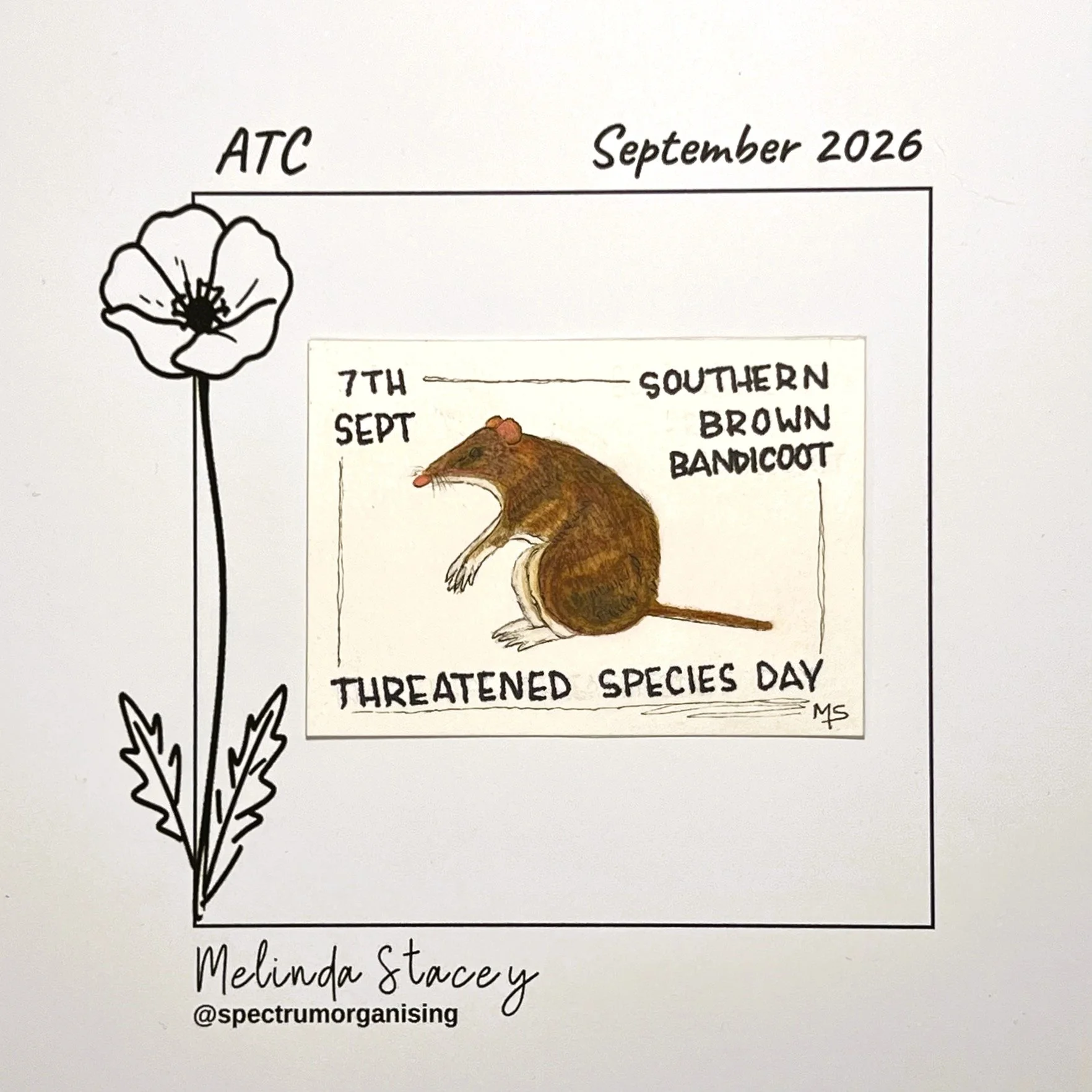 09-2026-ATC-SOUTHERNBROWNBANDICOOT-24/36
