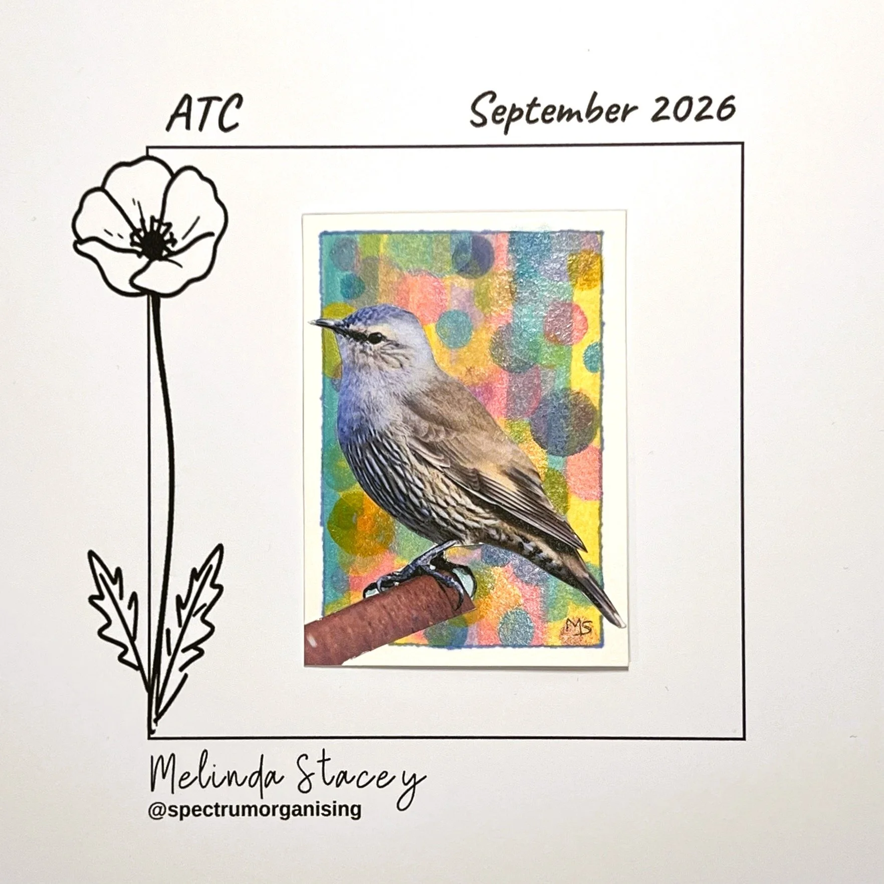 09-2026-ATC-BROWNTREECREEPER-08/36
