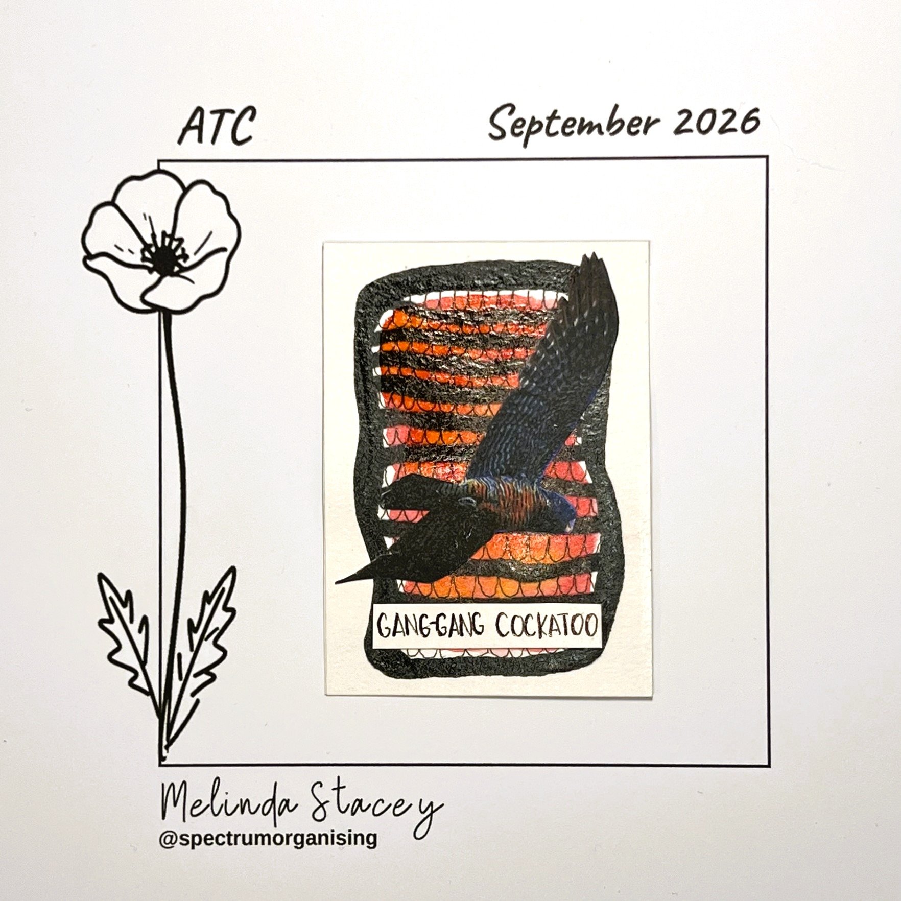 09-2026-ATC-GANGGANGCOCKATOO-34/36
