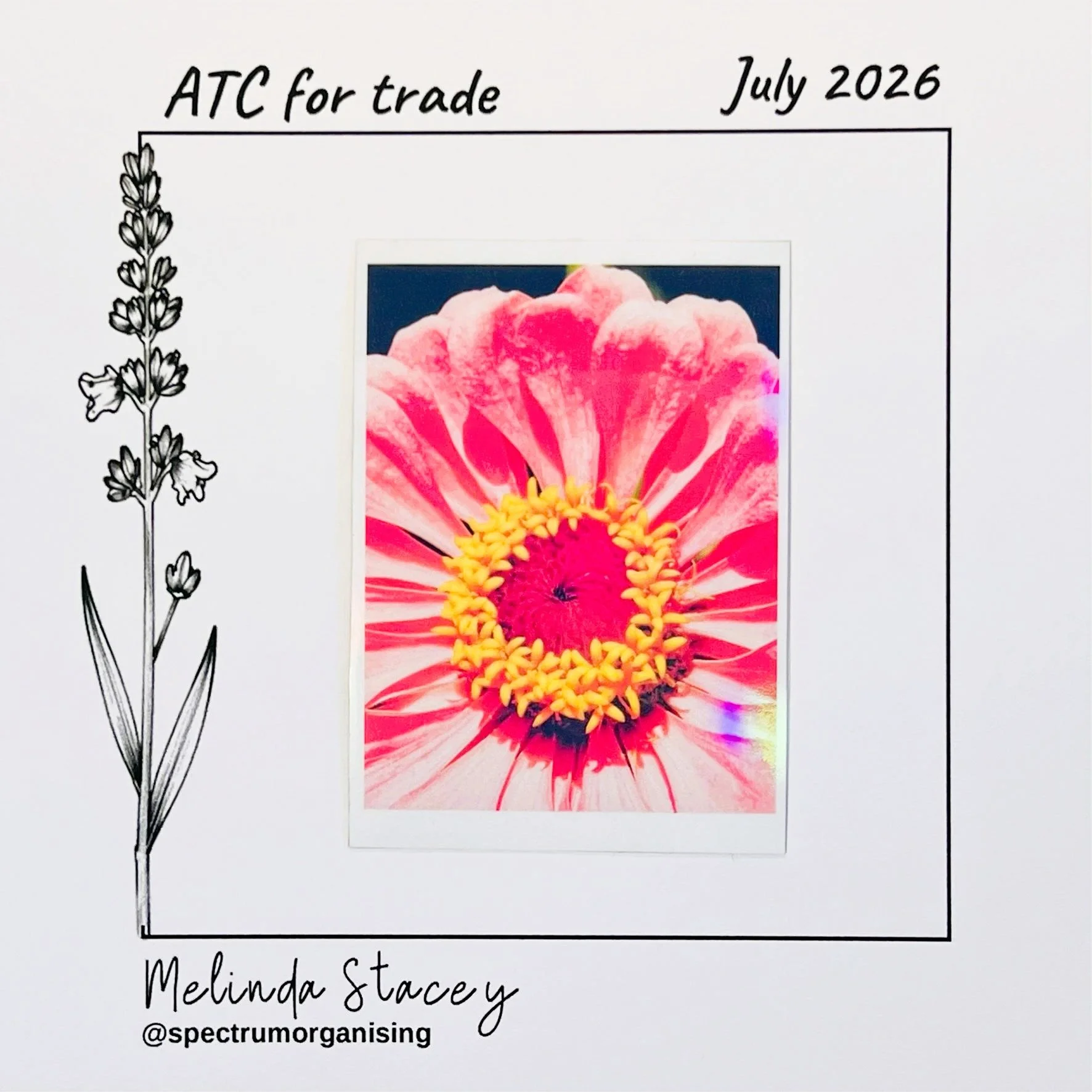 07-2026-ATC-HOLOGRAPHIC-PINKZINNIA-04/04