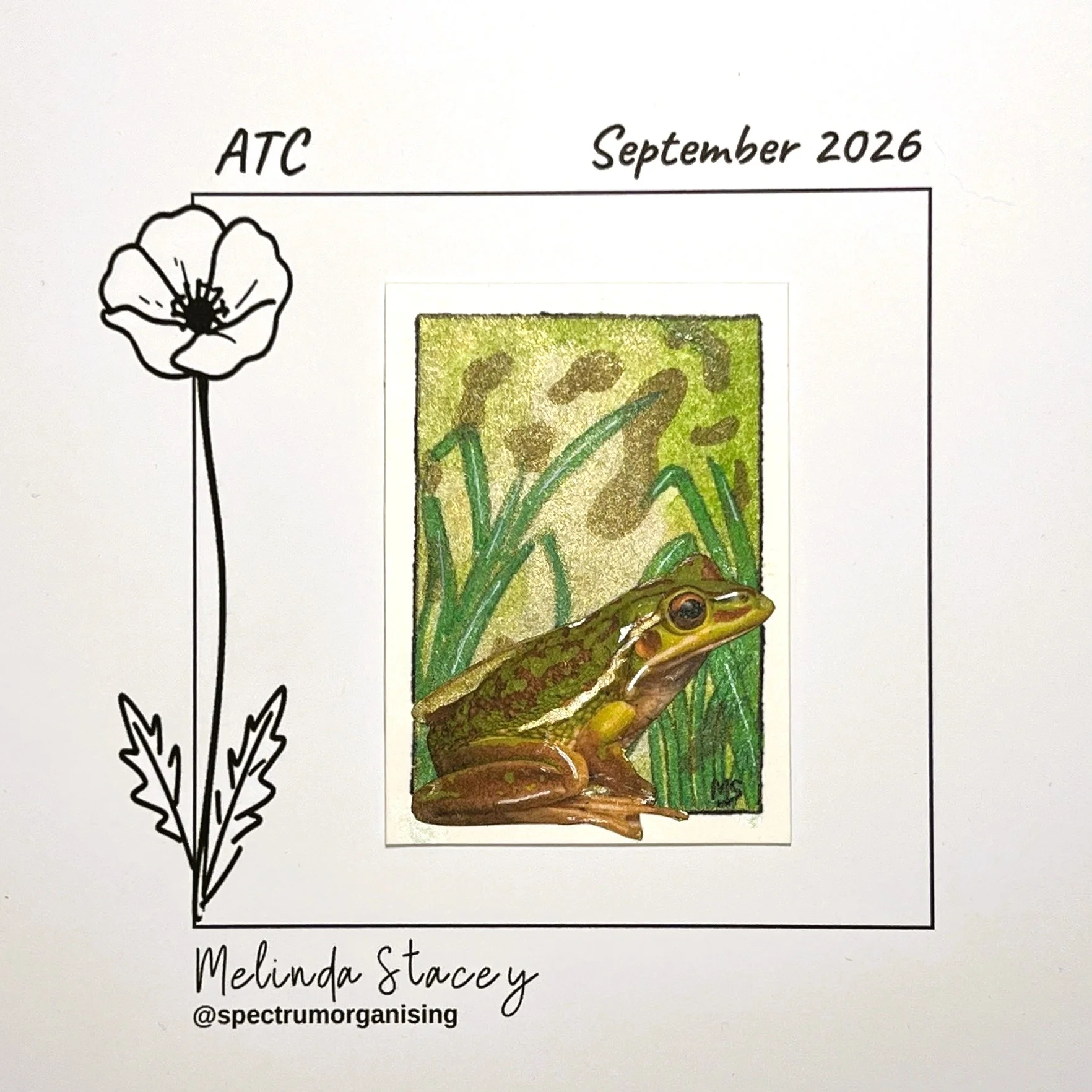 09-2026-ATC-GREEN&GOLDENBELLFROG-28/36
