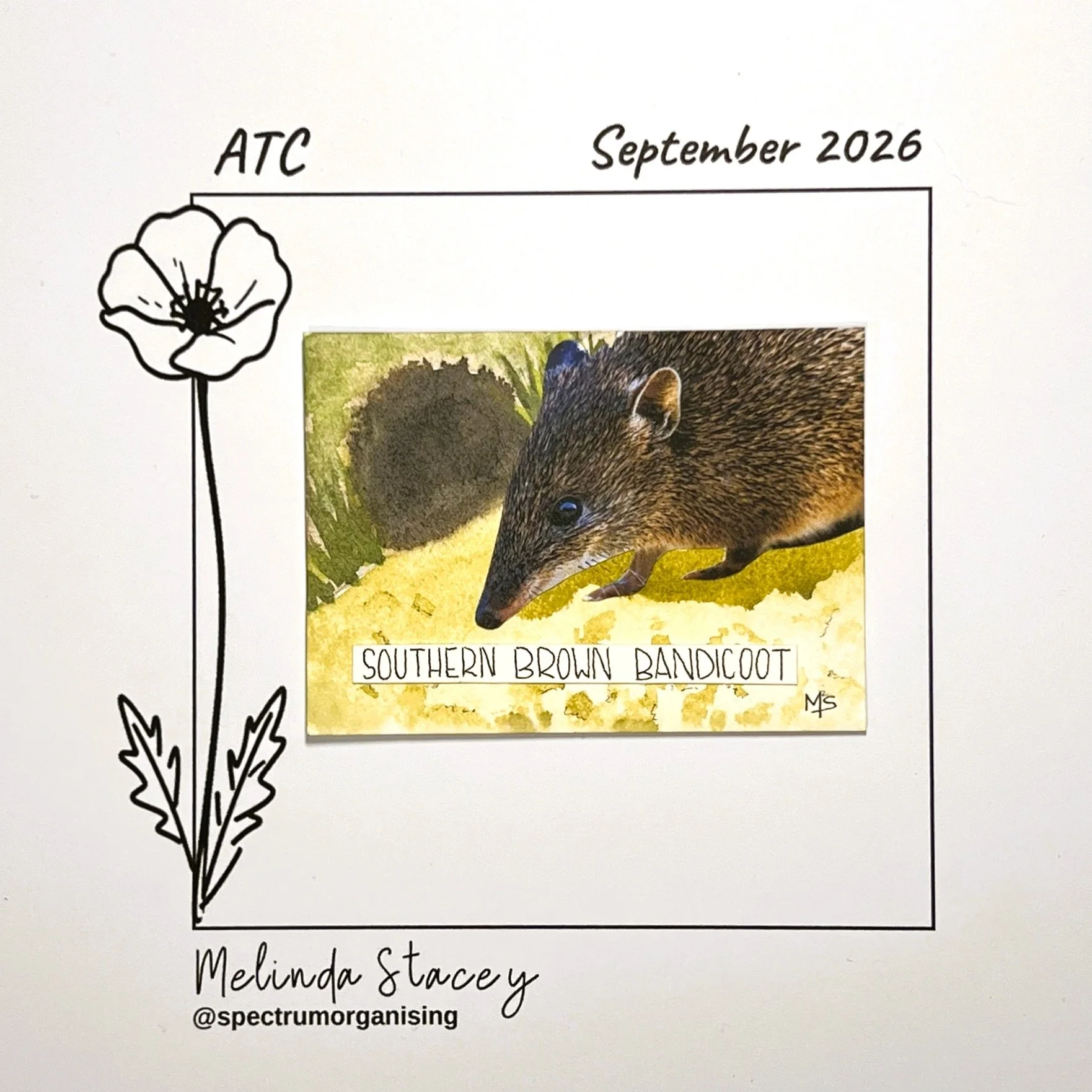 09-2026-ATC-SOUTHERNBROWNBANDICOOT-32/36
