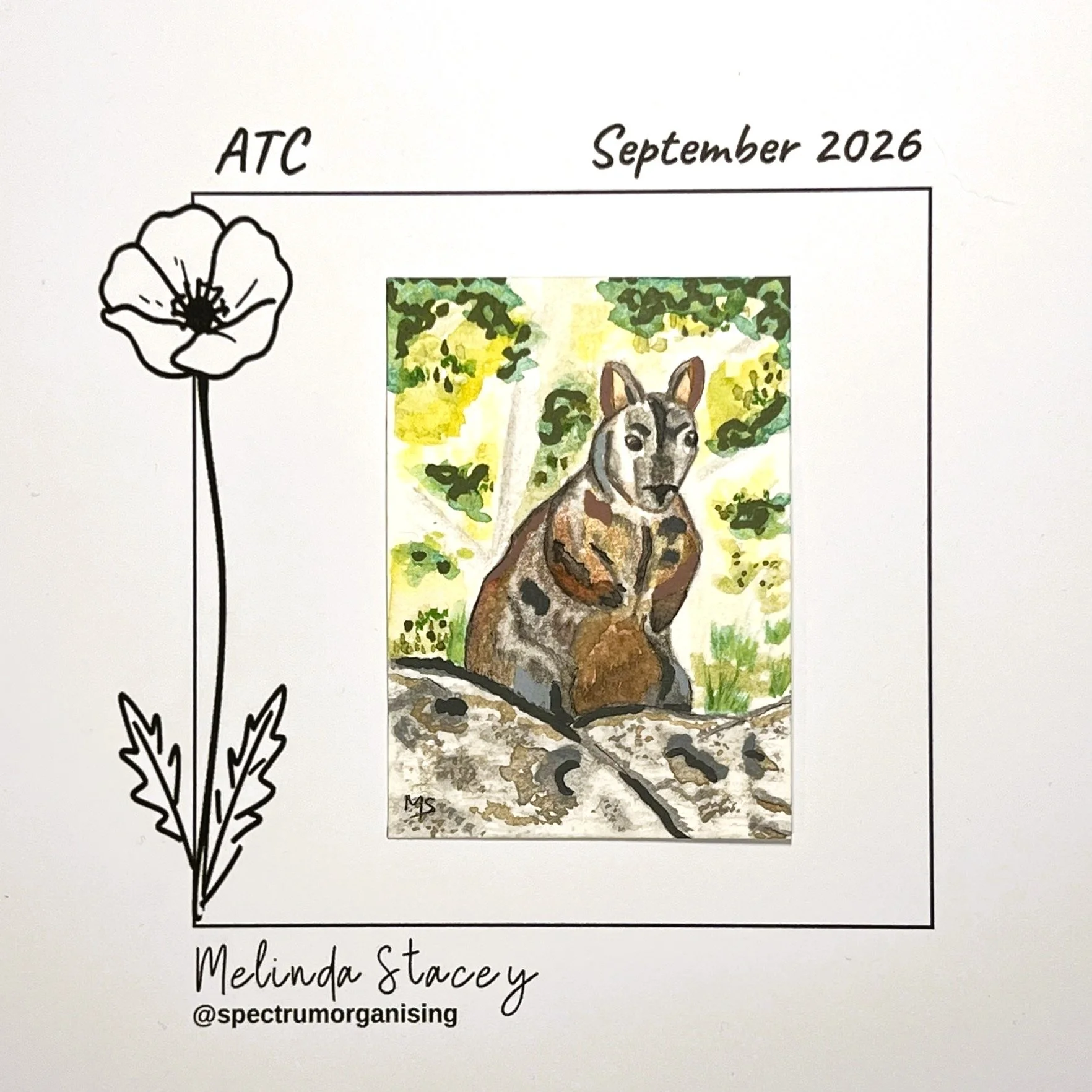 09-2026-ATC-BRUSHTAILEDROCKWALLABY-25/36
