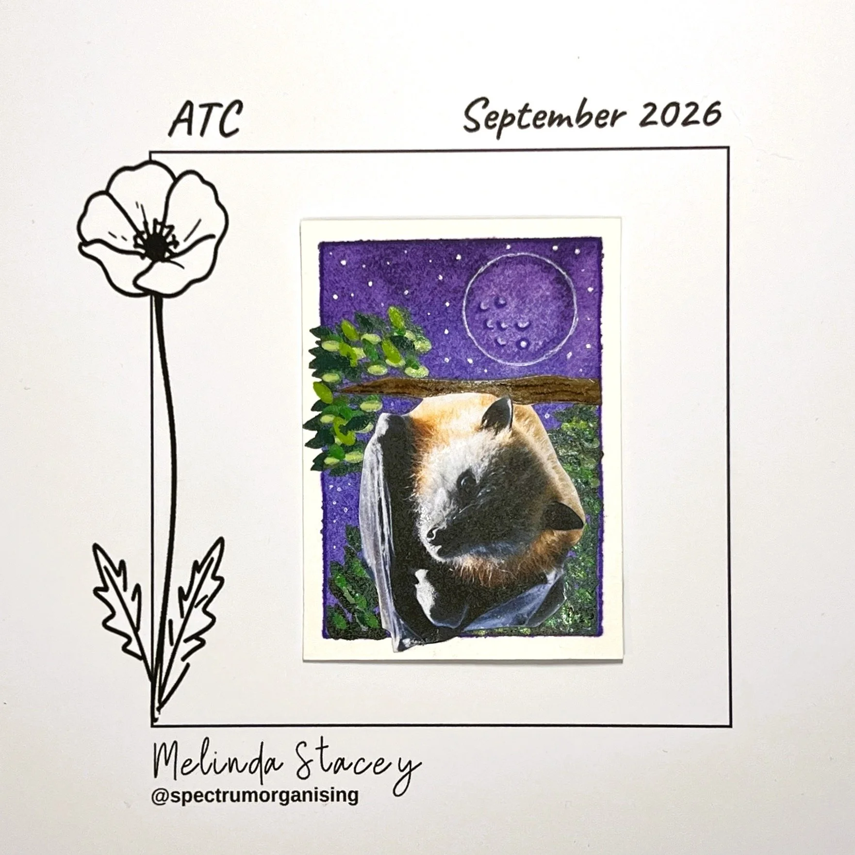 09-2026-ATC-GREYHEADEDFLYINGFOX-29/36
