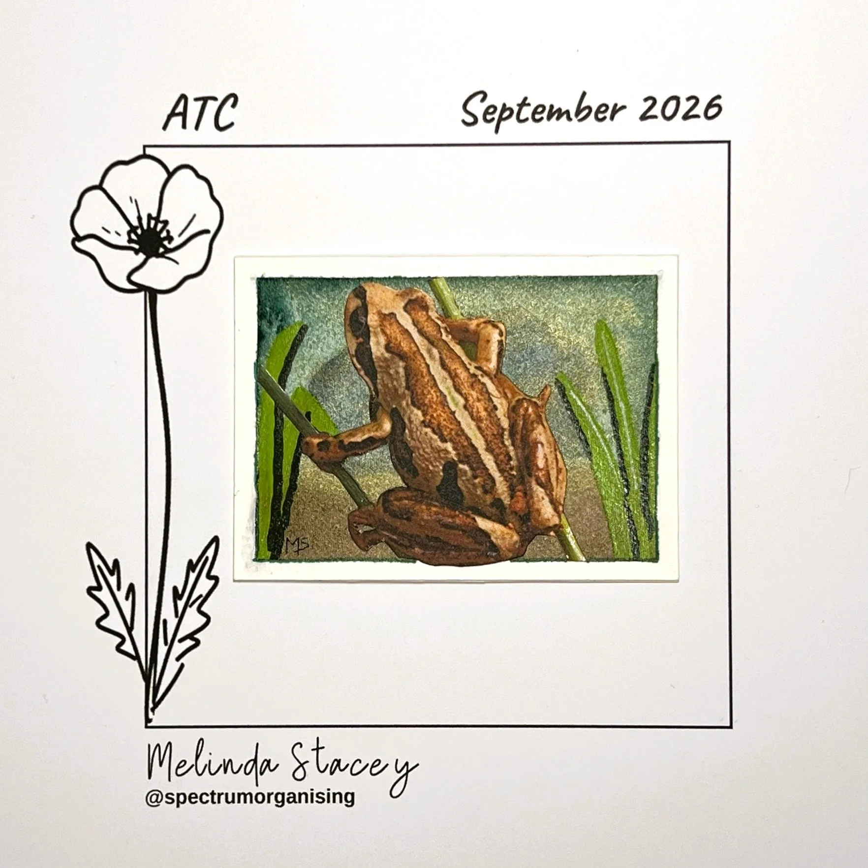 09-2026-ATC-ALPINETREEFROG-12/36
