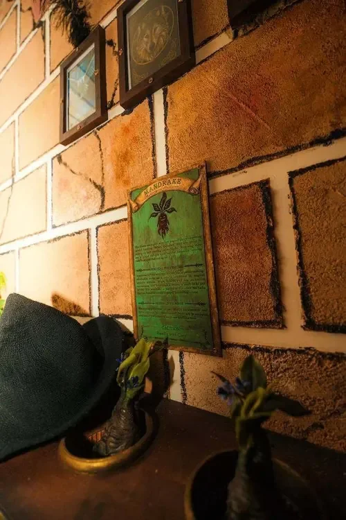 The mandrake herbology notice beside potted mandrakes and a witch's hat in Witchcraft & Wizardry — Escape London Whitechapel