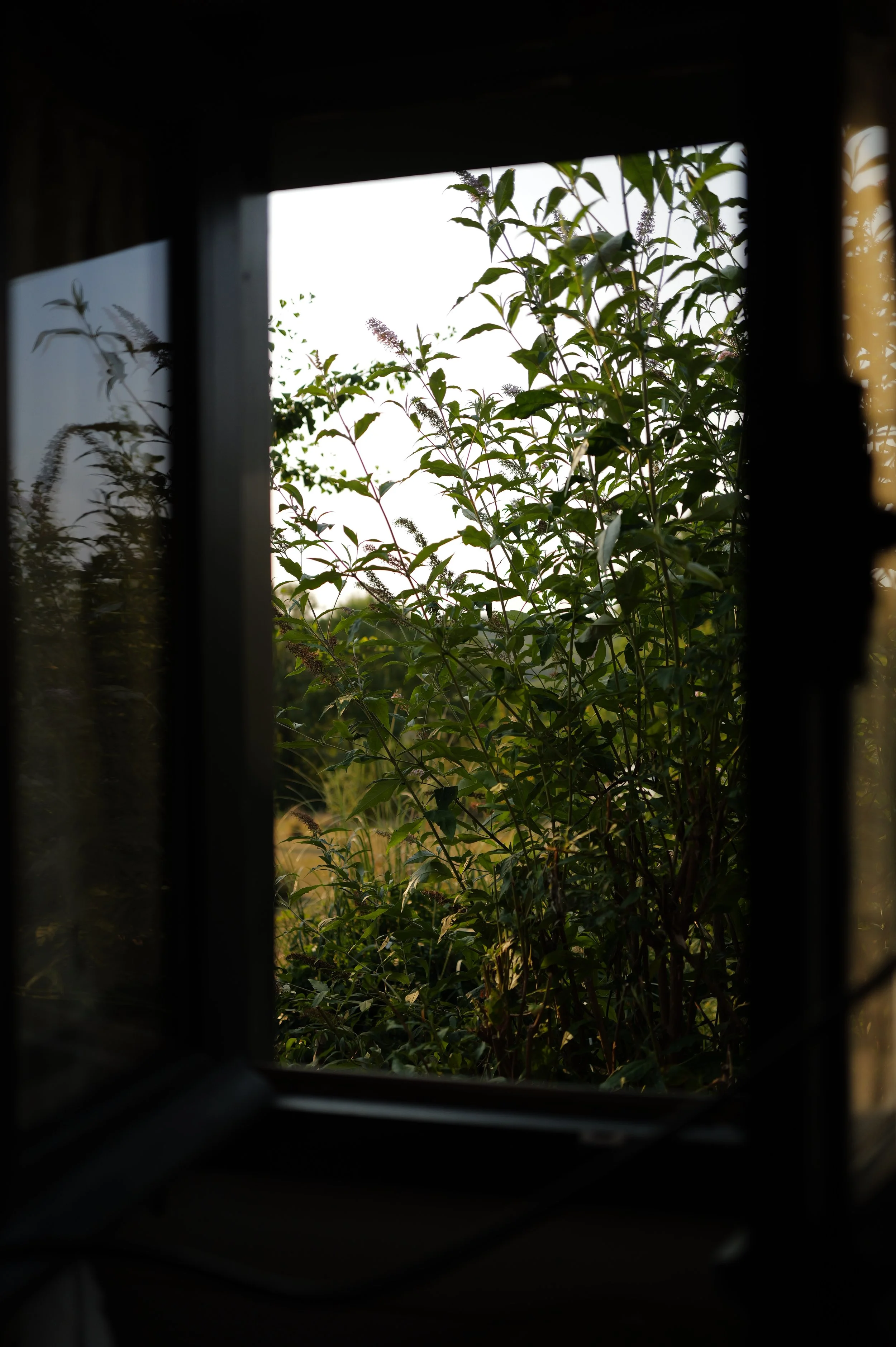 Vue à travers une fenêtre montrant des branches vertes avec des feuilles et des fleurs dans un environnement extérieur lumineux.