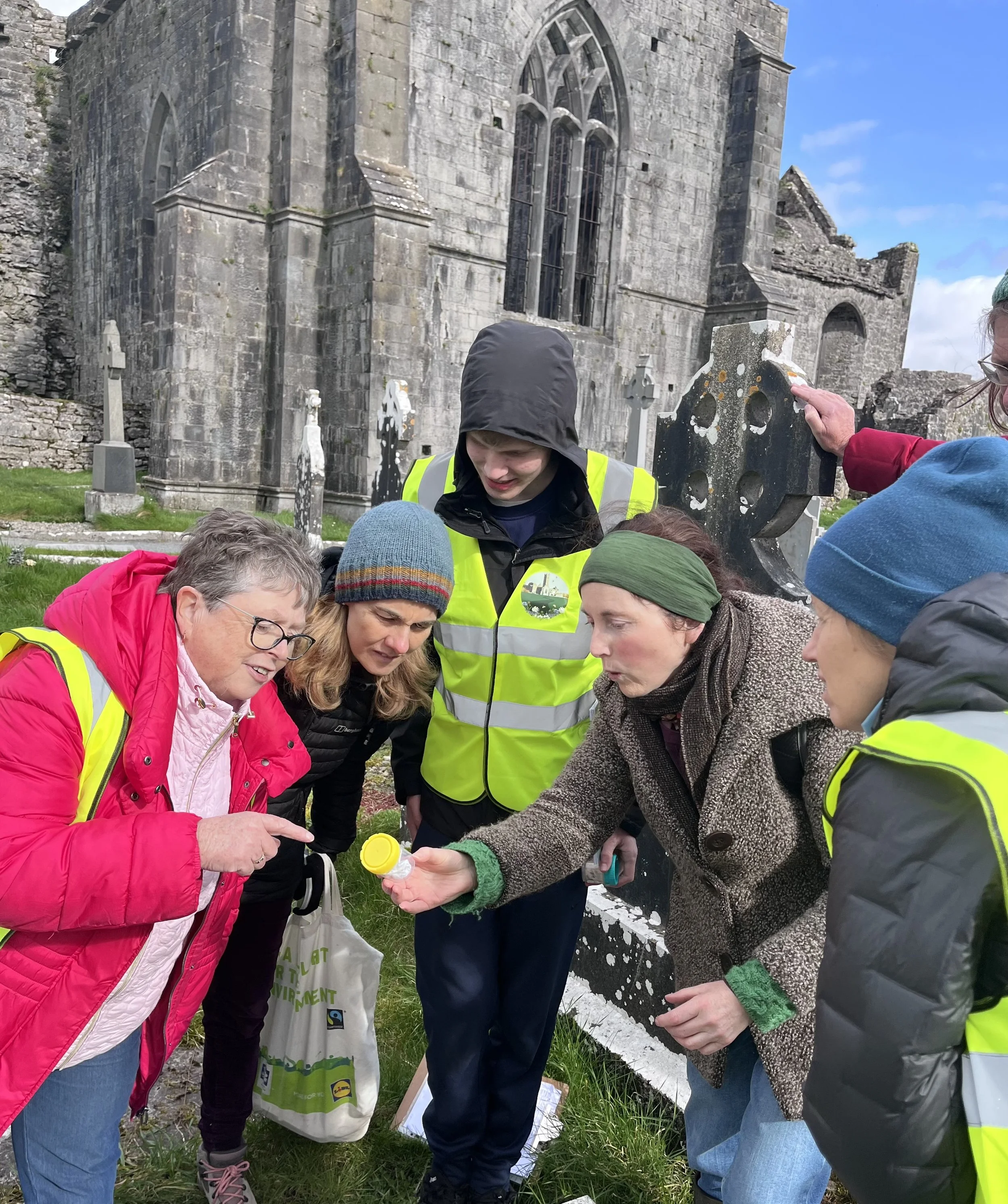 Bumblebee Monitoring at Quin Abbey