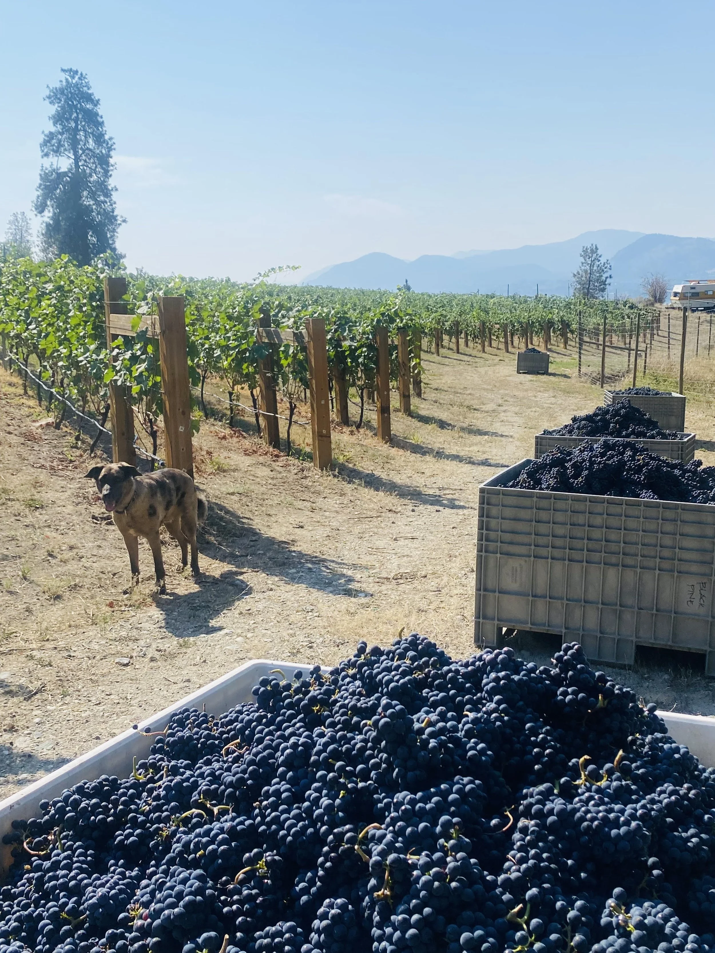 A vineyard with grapevines, a dog standing in the dirt, crates filled with grapes, and mountains in the background on a sunny day.
