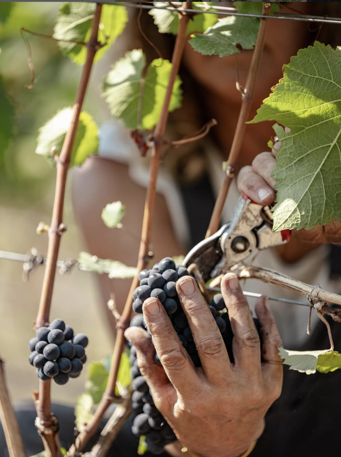 A person harvesting dark purple grapes from a vine, using pruning shears, with green grape leaves around.