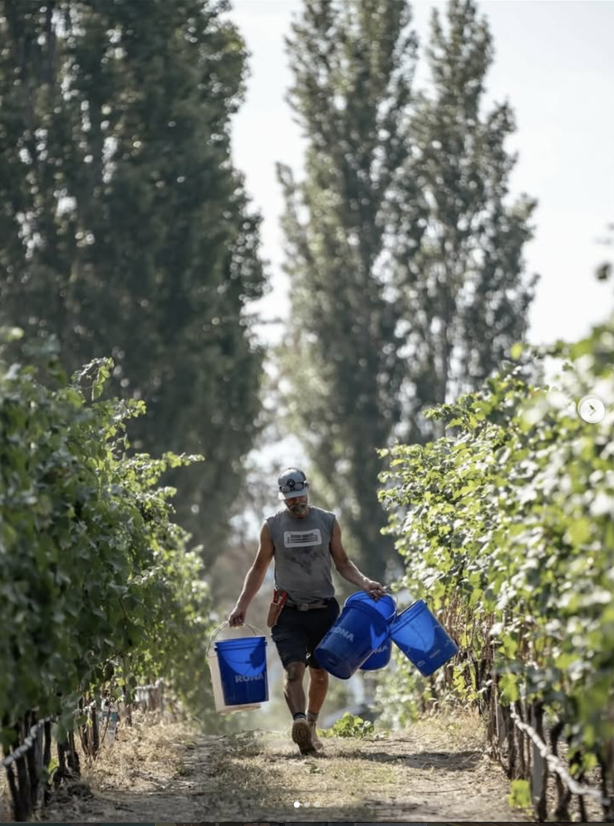 A man wearing a helmet and a sleeveless gray shirt walking through a vineyard, carrying blue buckets, with grapevines on both sides and tall trees in the background.