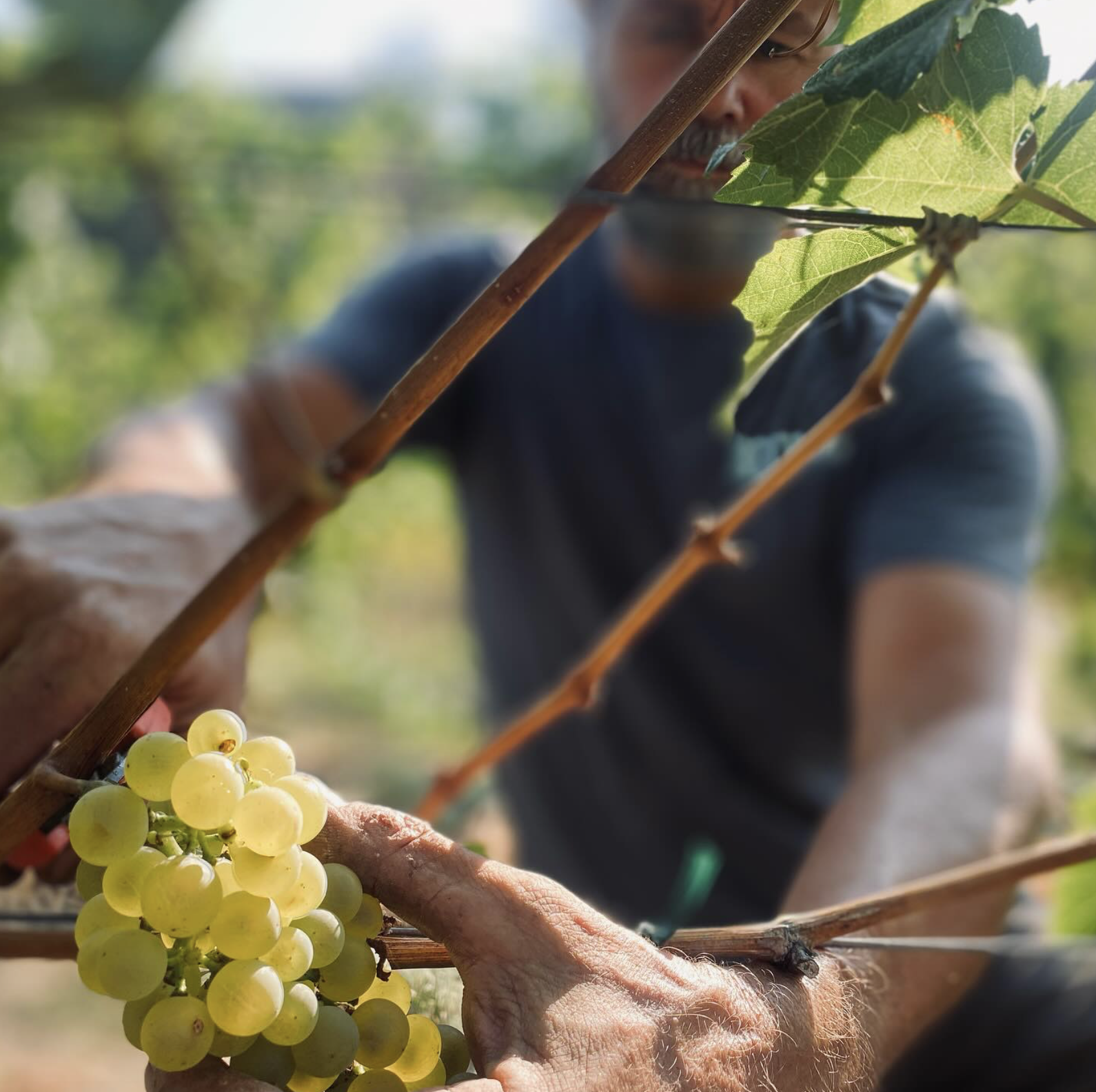 Person harvesting white grapes from a vineyard with sunlight in the background.