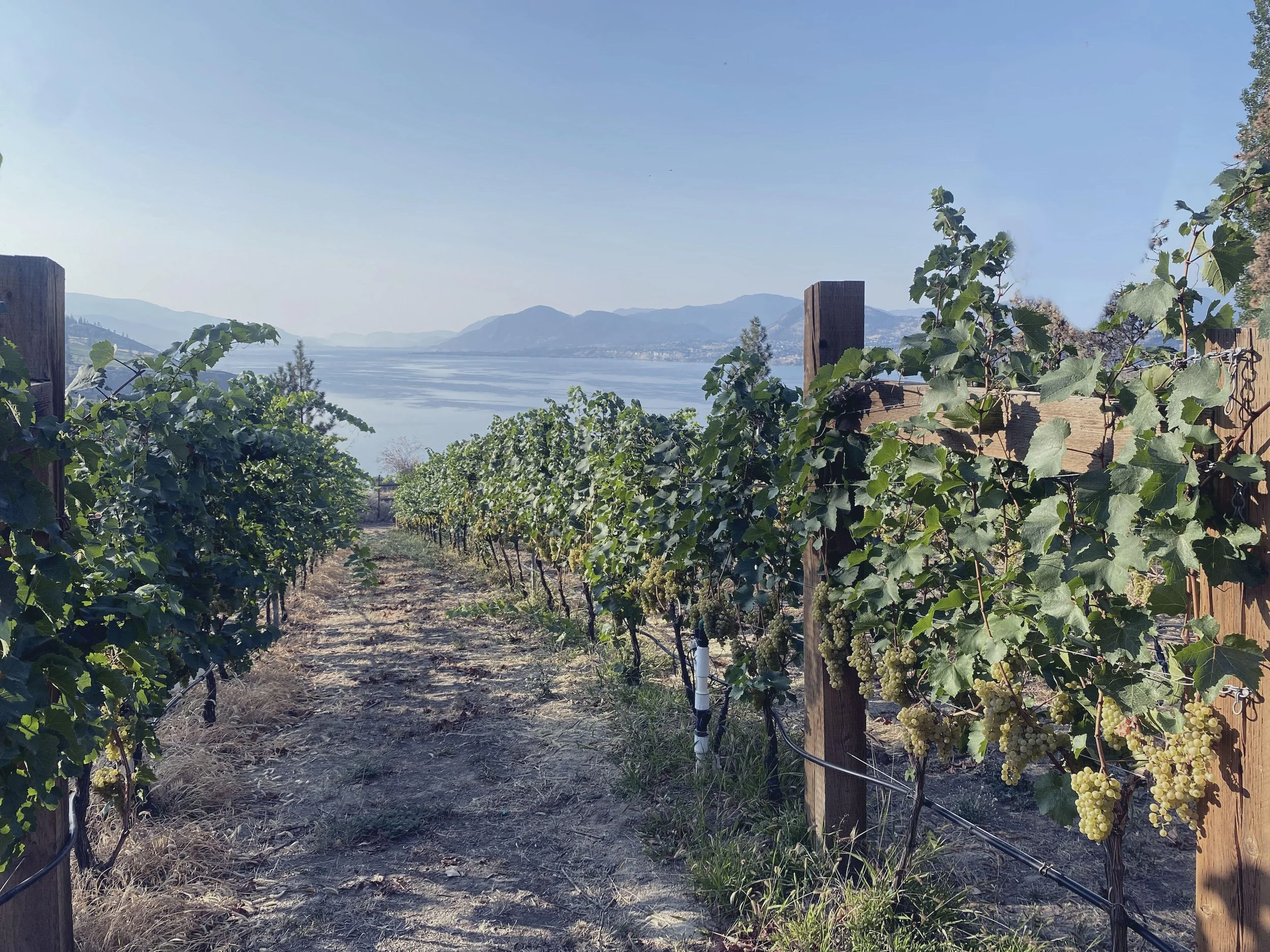 Vineyard with grapevines growing between wooden posts, overlooking a large body of water and distant mountains under a clear blue sky.