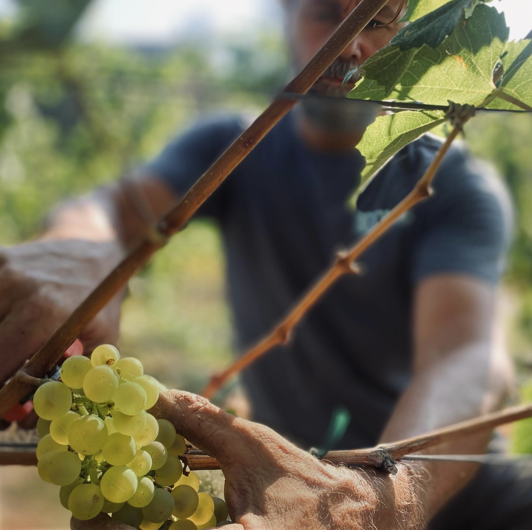 A person harvesting a bunch of green chardonnay grapes off the vine, with the focus on the grapes and the person's hands.