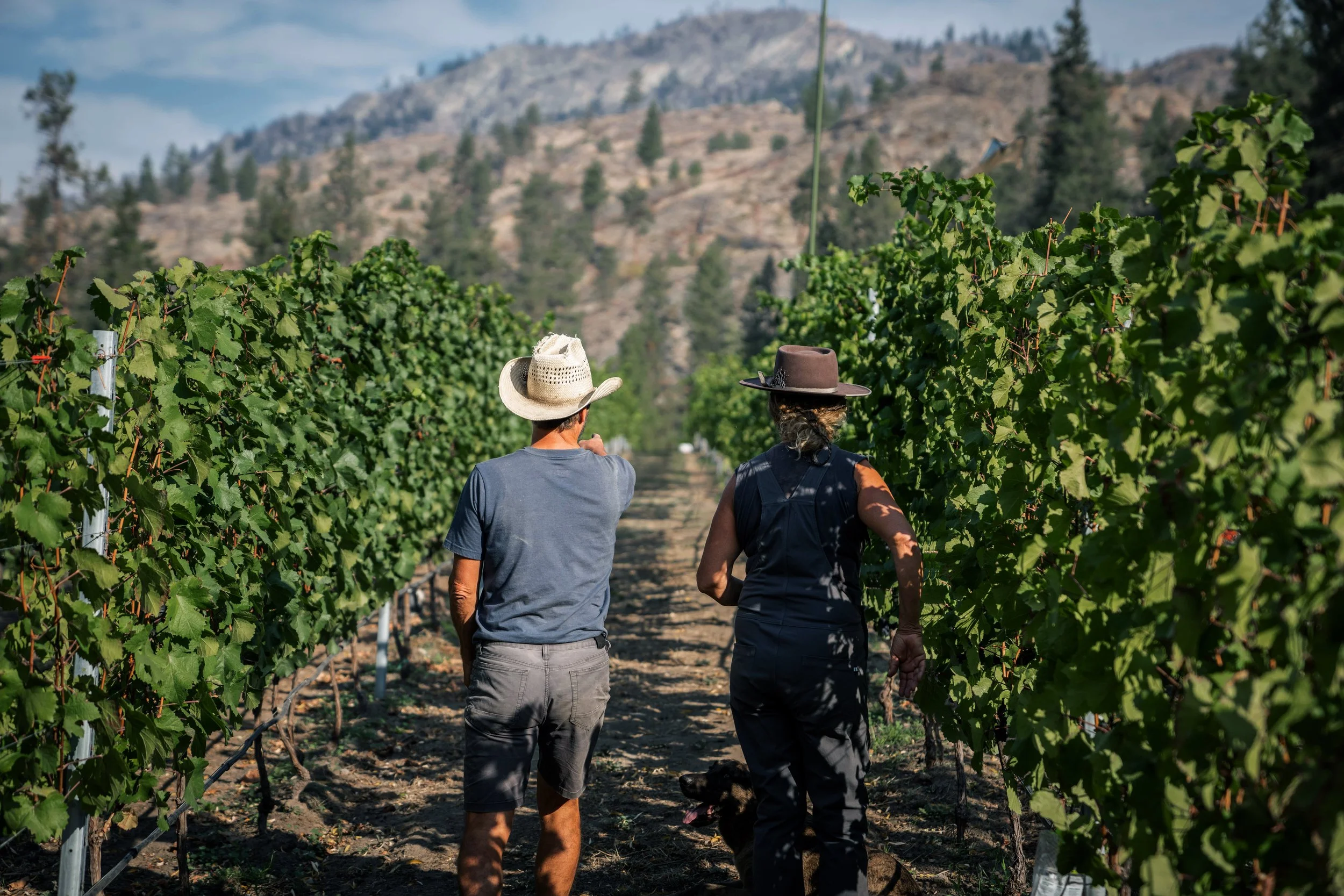 Two people walking through a vineyard with rows of grapevines, mountains in the background, wearing hats for sun protection.