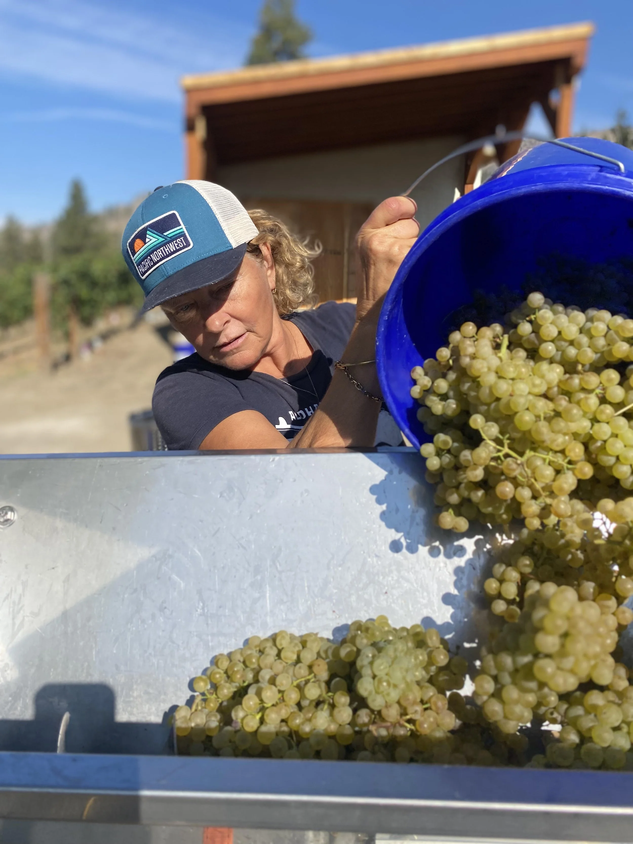 Person pouring grapes into a metal container at a vineyard during daytime, wearing a blue cap with a logo, with a wooden structure and trees in the background.