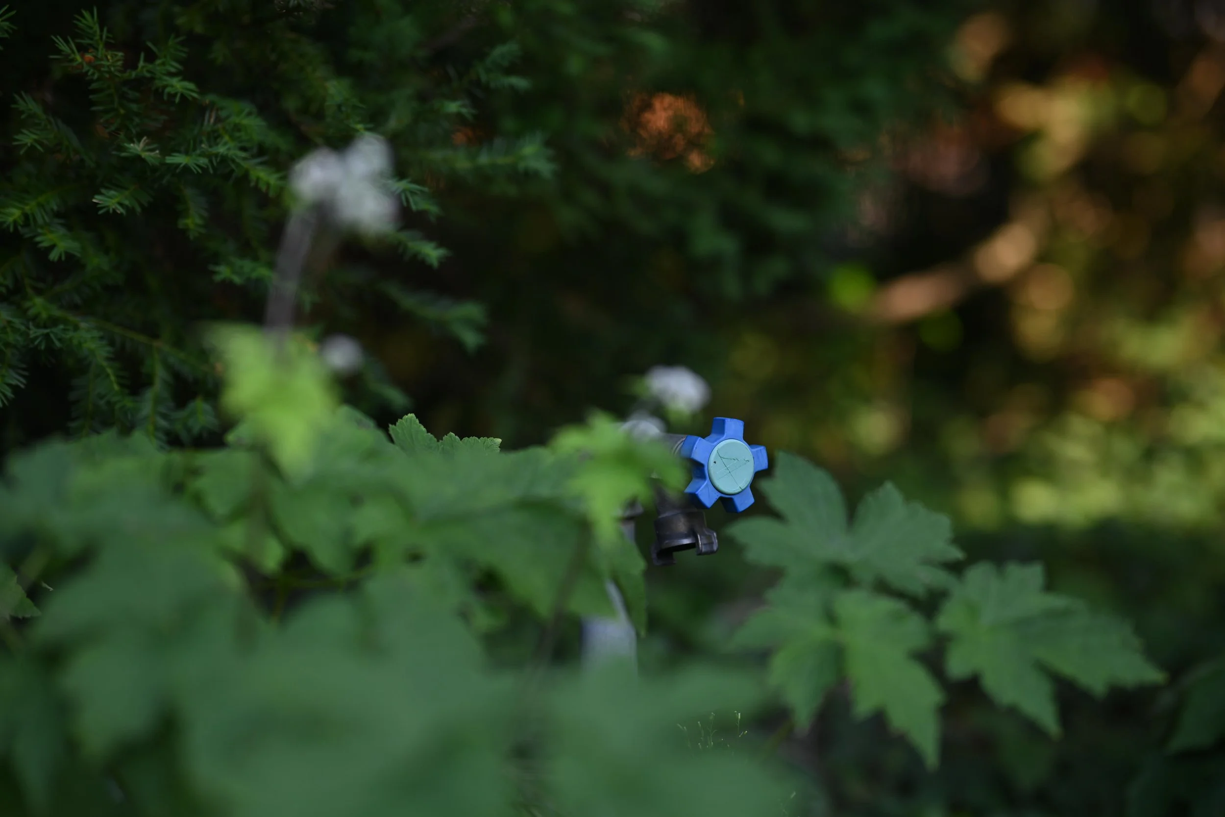 DSC_0047.JPG