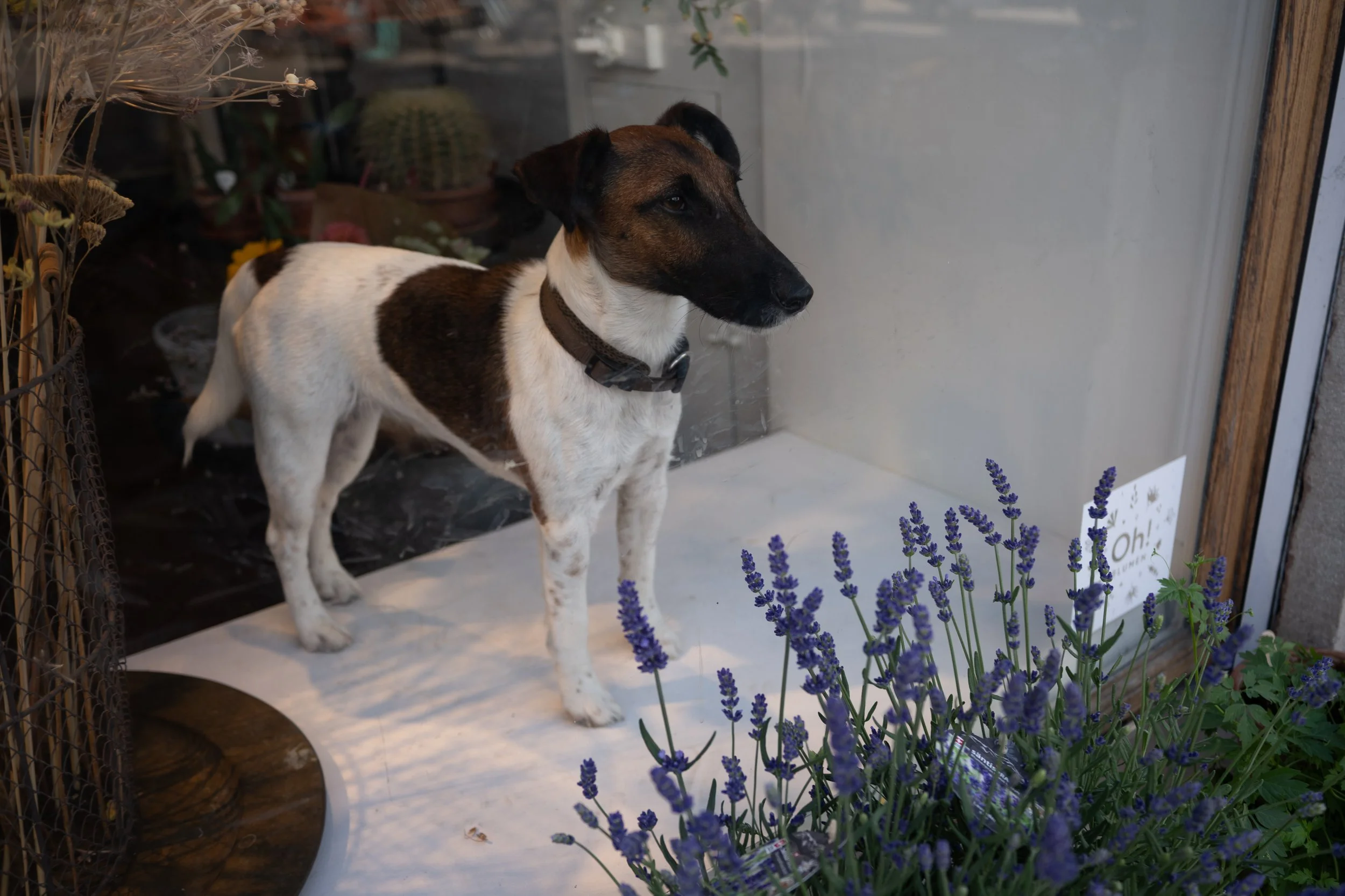 Gundeldingendogs
