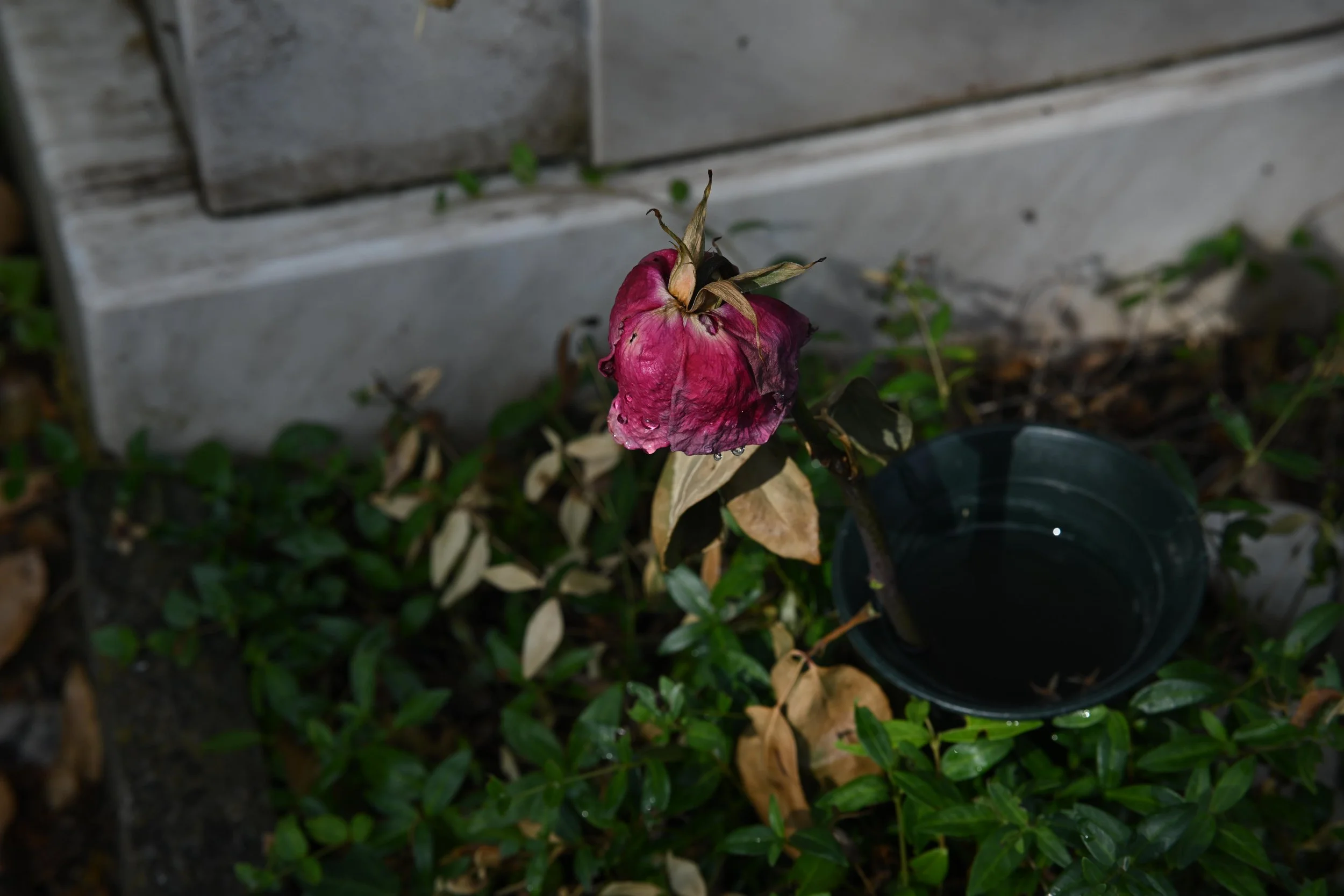 DSC_9968.JPG