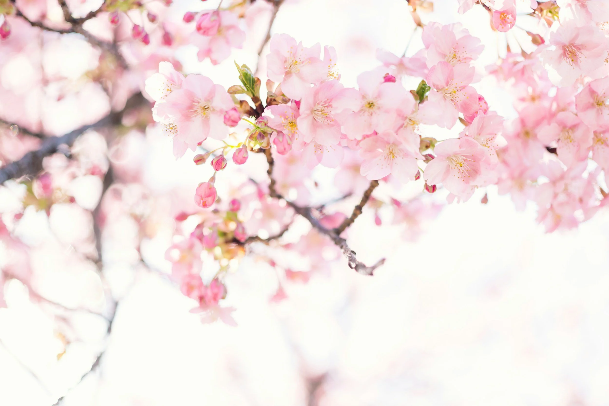 Close-up of pink cherry blossoms on tree branches during springtime.