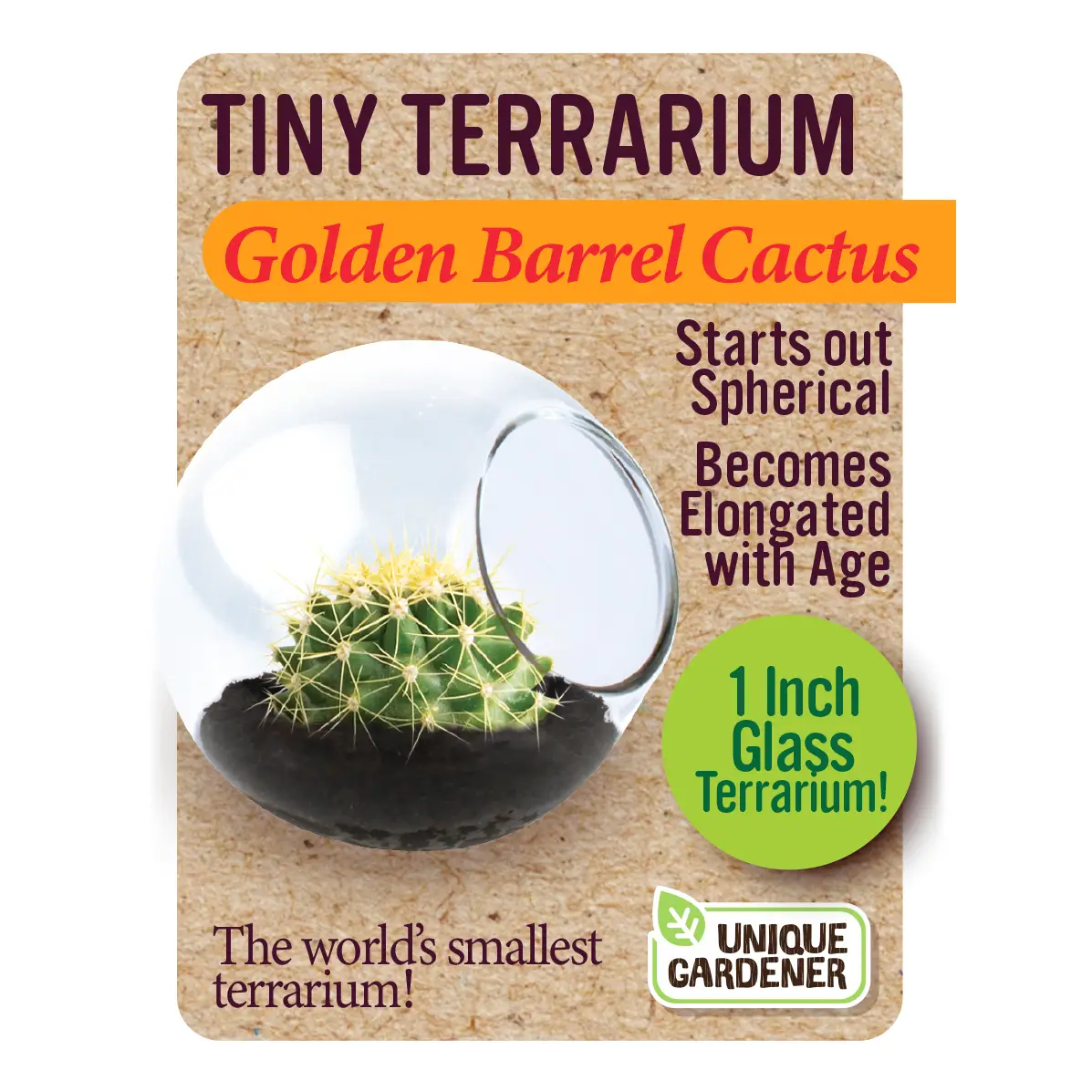 Tiny Terrarium Golden Barrel Cactus