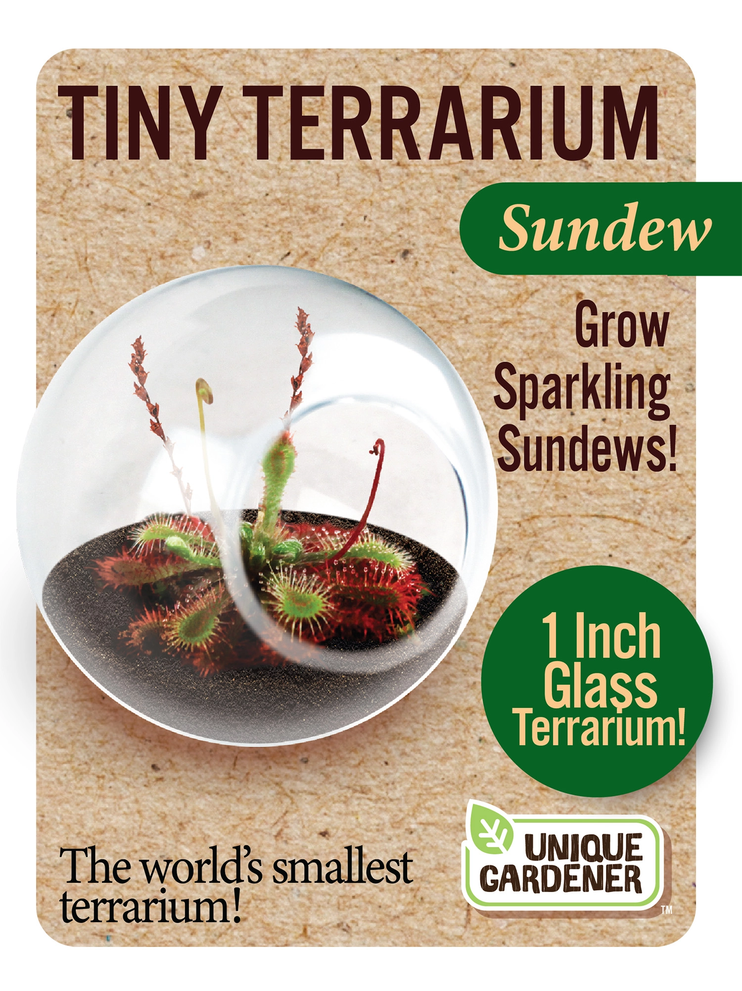 Tiny Terrarium Carnivorous Glass Terrarium Sundew