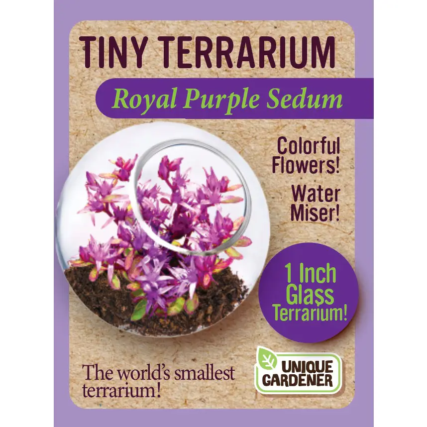 Tiny Terrarium Royal Purple Sedum