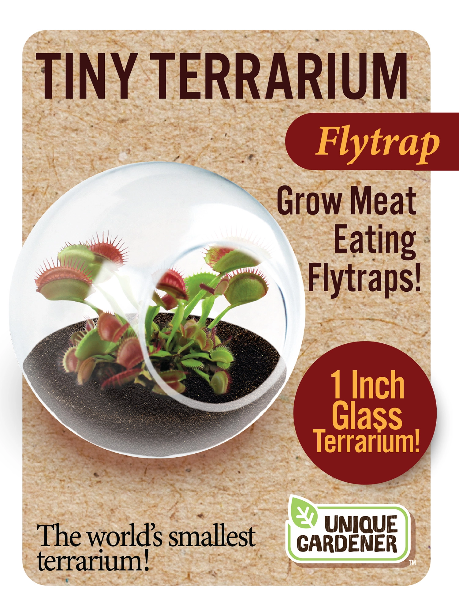 Tiny Terrarium Carnivorous Glass Terrarium Venus Flytrap