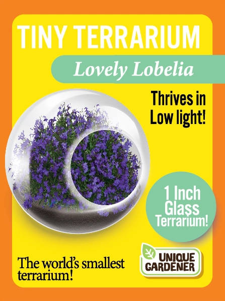 Tiny Terrarium Flowering Lovely Lobelia