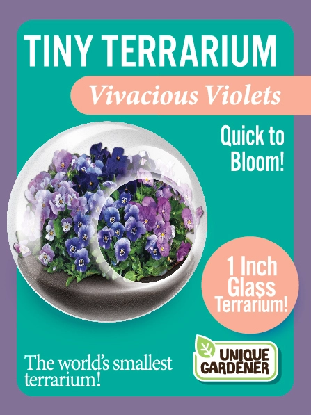 Tiny Terrarium Flowering Vivacious Violets