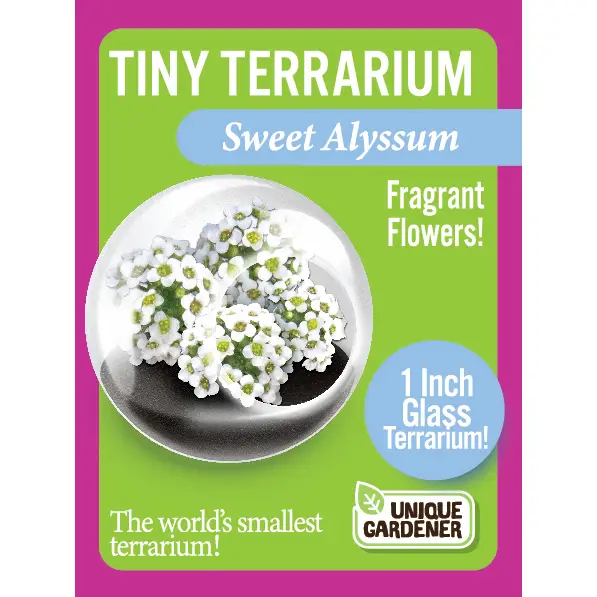 Tiny Terrarium Flowering Sweet Alyssum