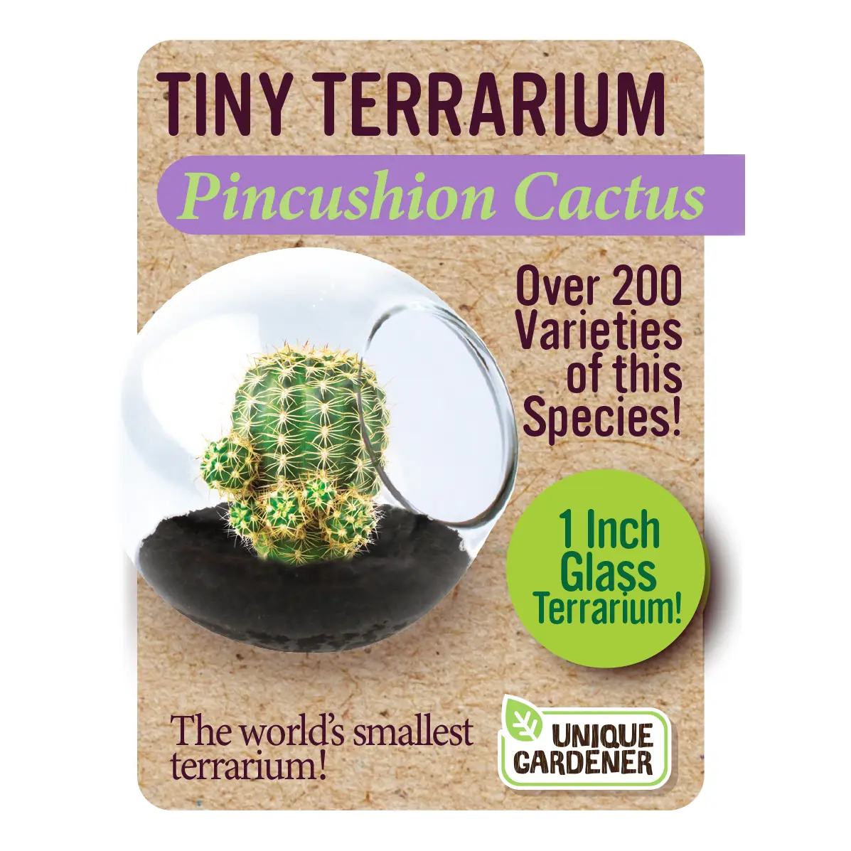 Tiny Terrarium Pincushion Cactus