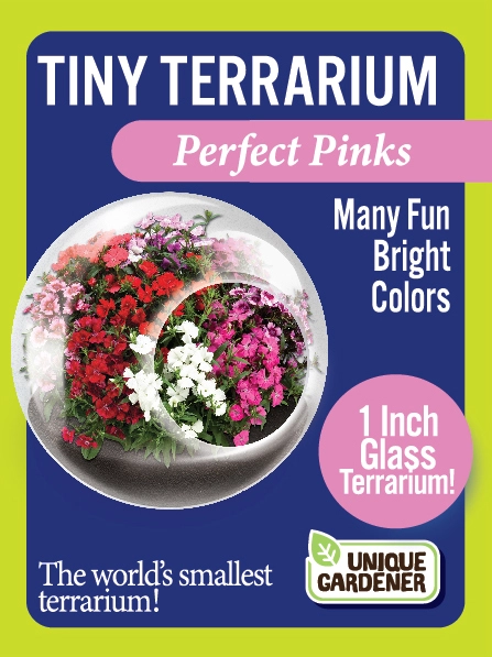 Tiny Terrarium Flowering Perfect Pinks