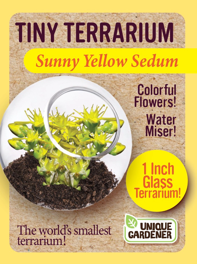 Tiny Terrarium Sunny Yellow Sedum