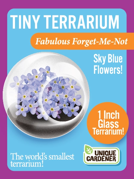 Tiny Terrarium Flowering Fabulous Forget-Me-Not