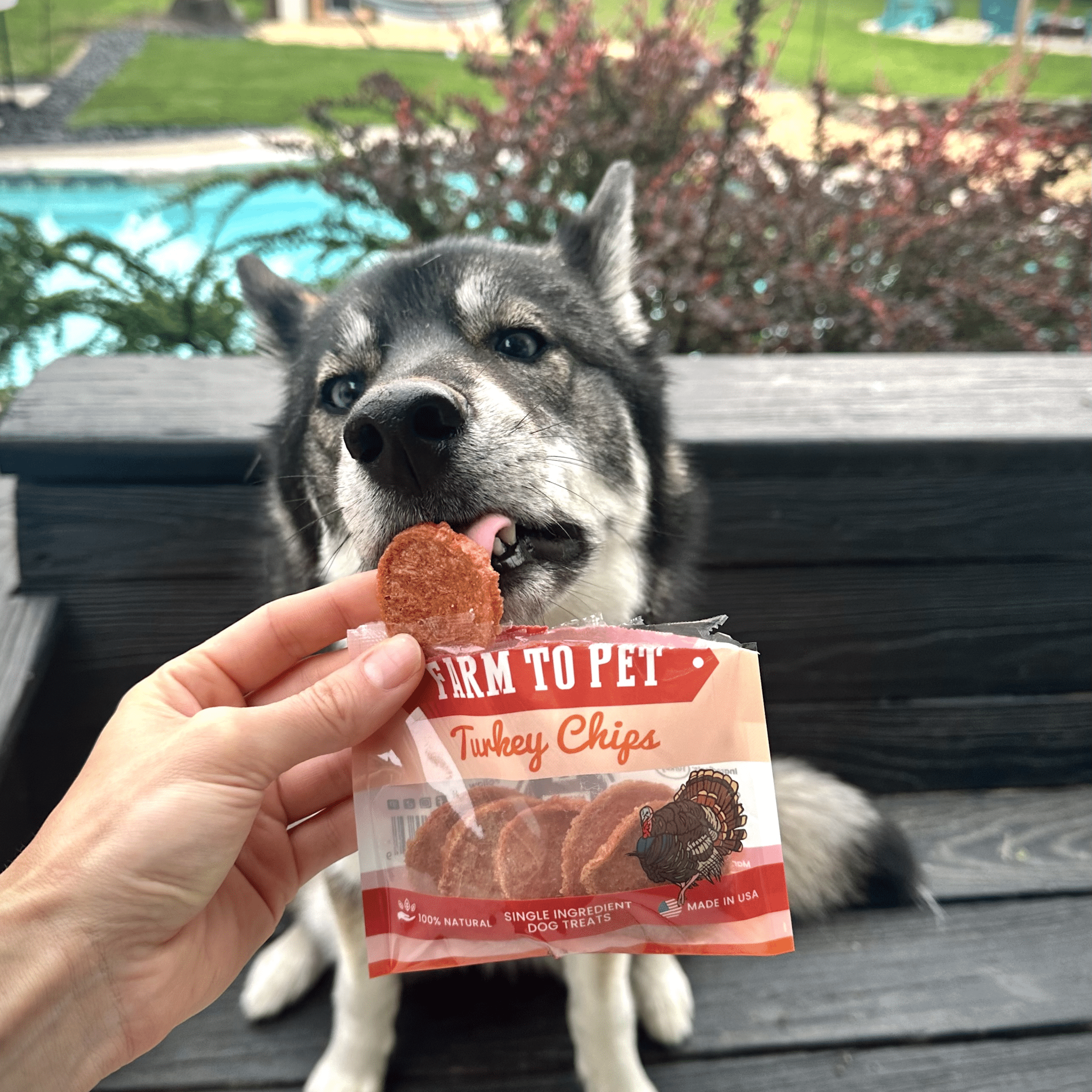 Turkey Chips Healthy Dog Snack Pack