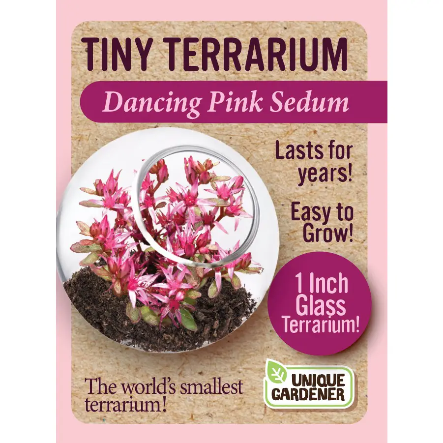 Tiny Terrarium Dancing Pink Sedum