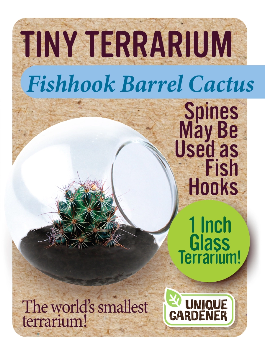 Tiny Terrarium Fishhook Barrel Cactus