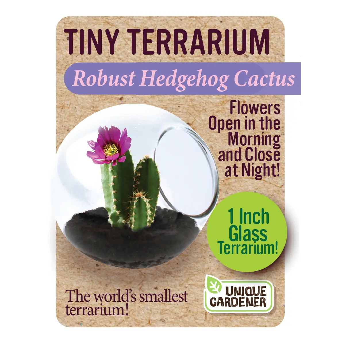 Tiny Terrarium Robust Hedgehog Cactus