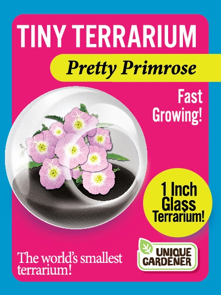 Tiny Terrarium Flowering Pretty Primrose