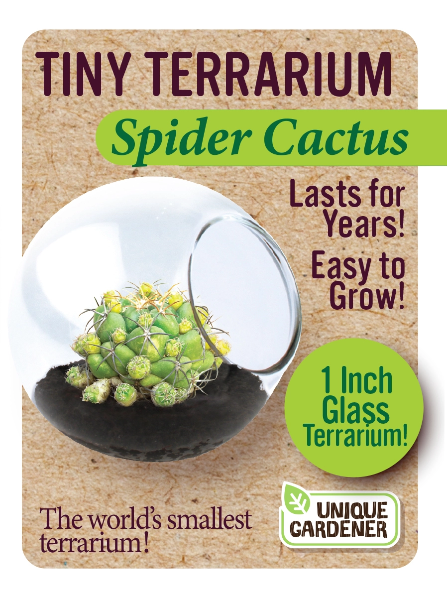 Tiny Terrarium Spider Cactus