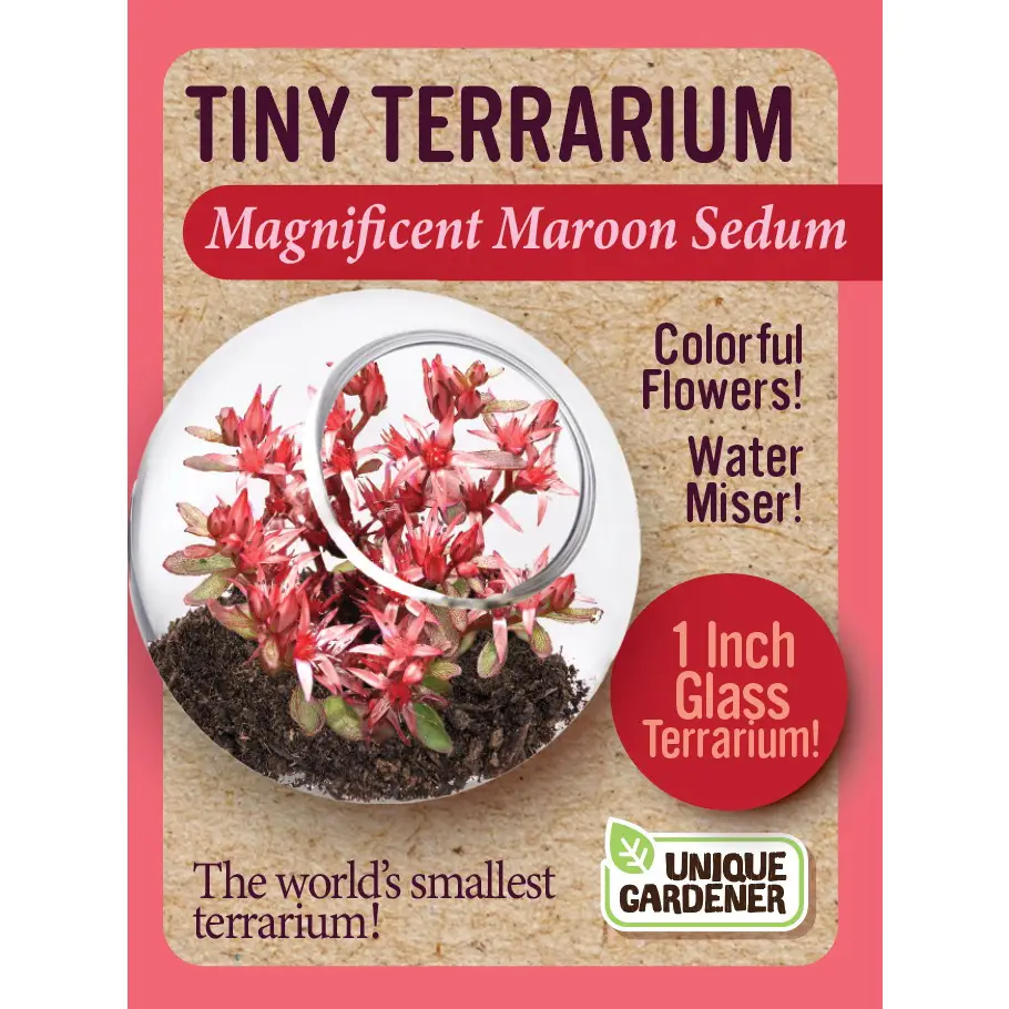 Tiny Terrarium Magnificent Maroon Sedum