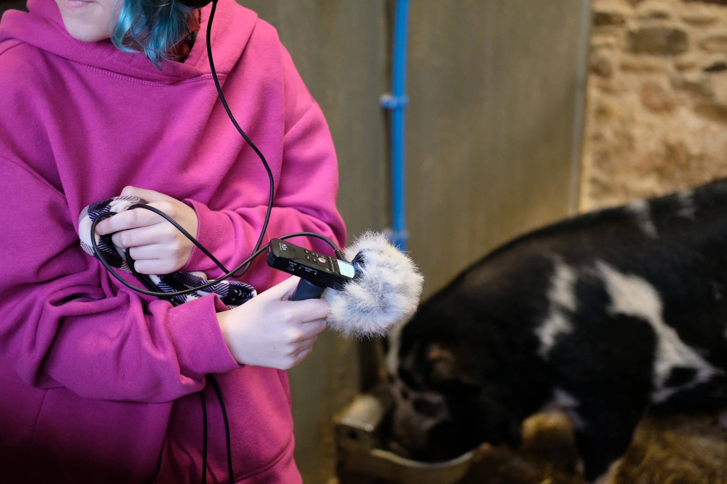 Recording pigs.JPG