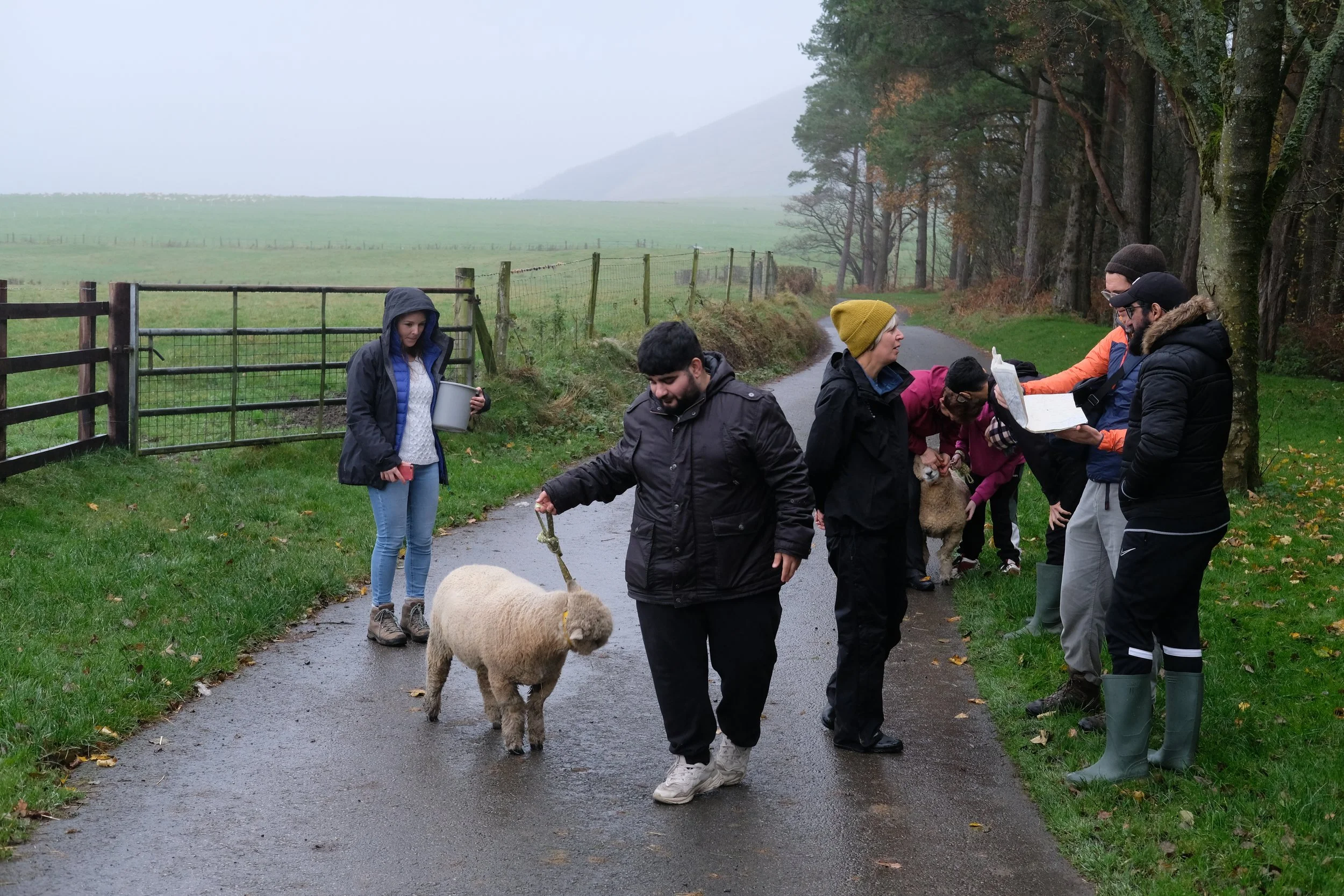 Walking Sheep .JPG